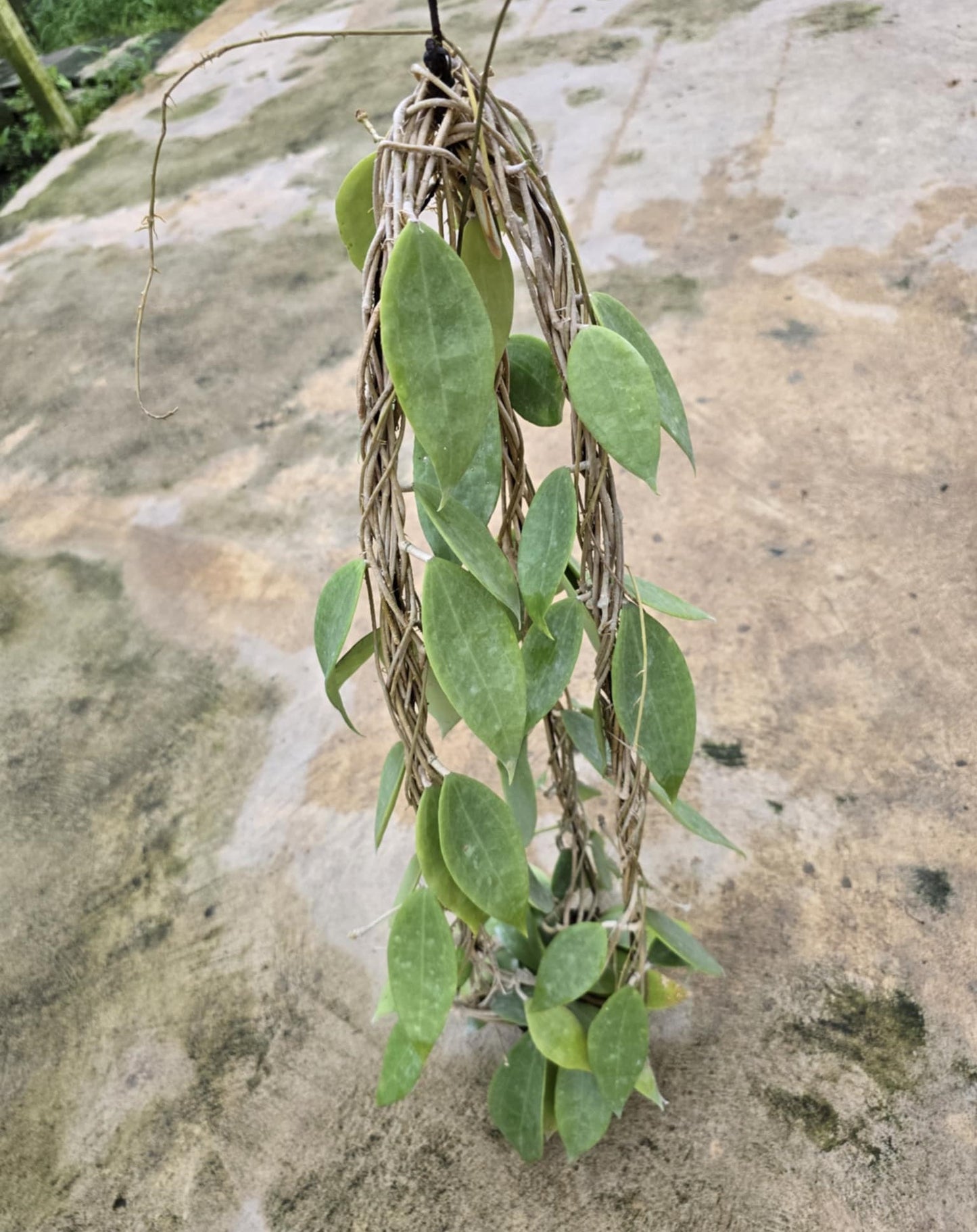 Hoya Cinnamomifolia var. Java plant with green leaves cascading from a vine, highlighting its intricate leaf patterns and growth habit.