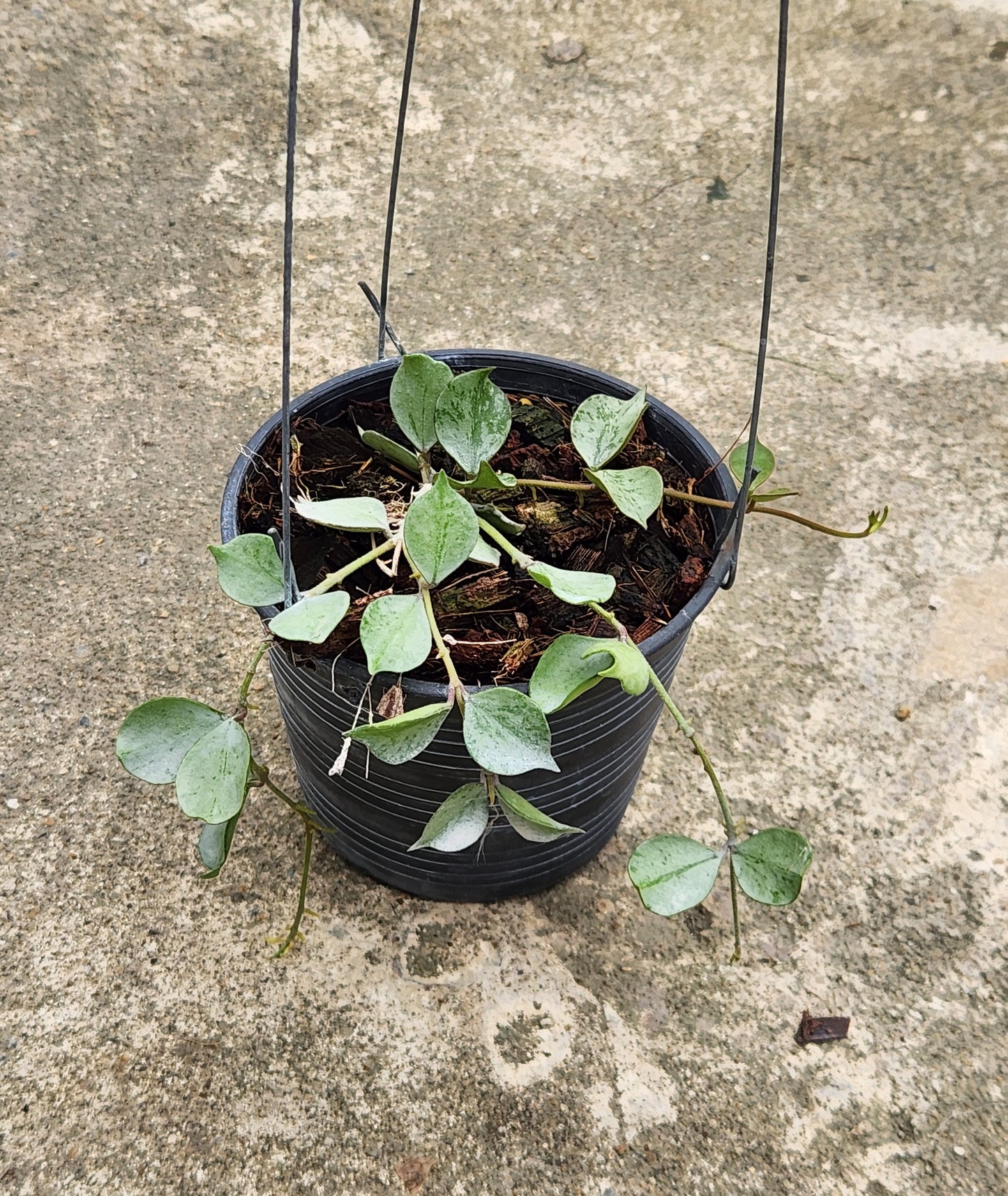 A potted Hoya Curtsii Silver plant with small, heart-shaped leaves.