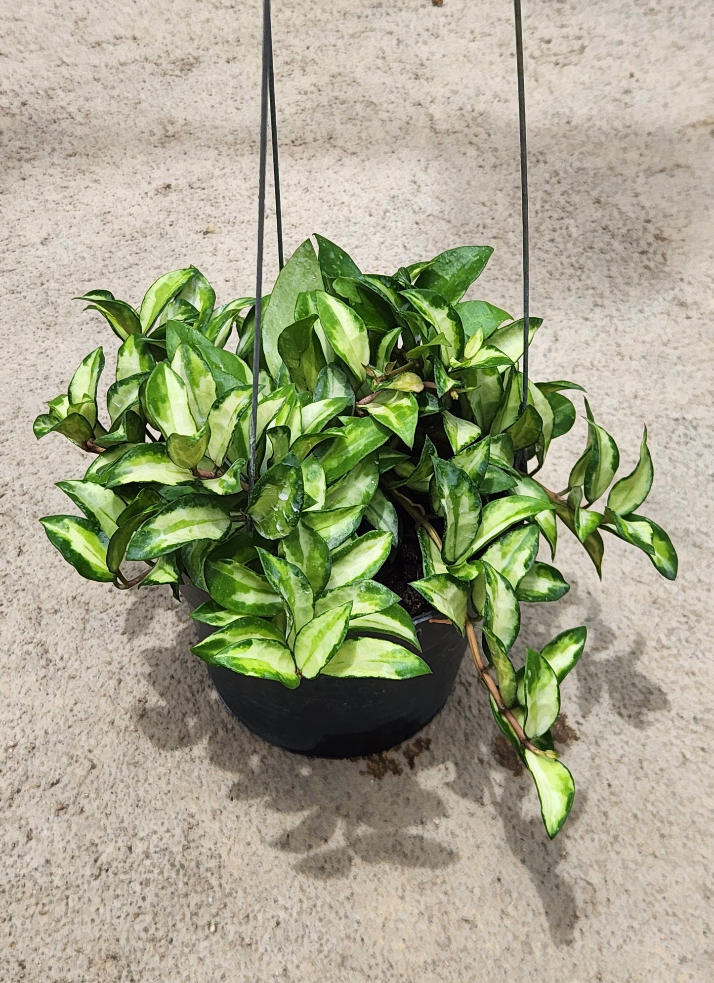 Alt text: Hoya Lacunosa Bruno Variegated in a pot, showcasing its lush, leafy houseplant appearance.