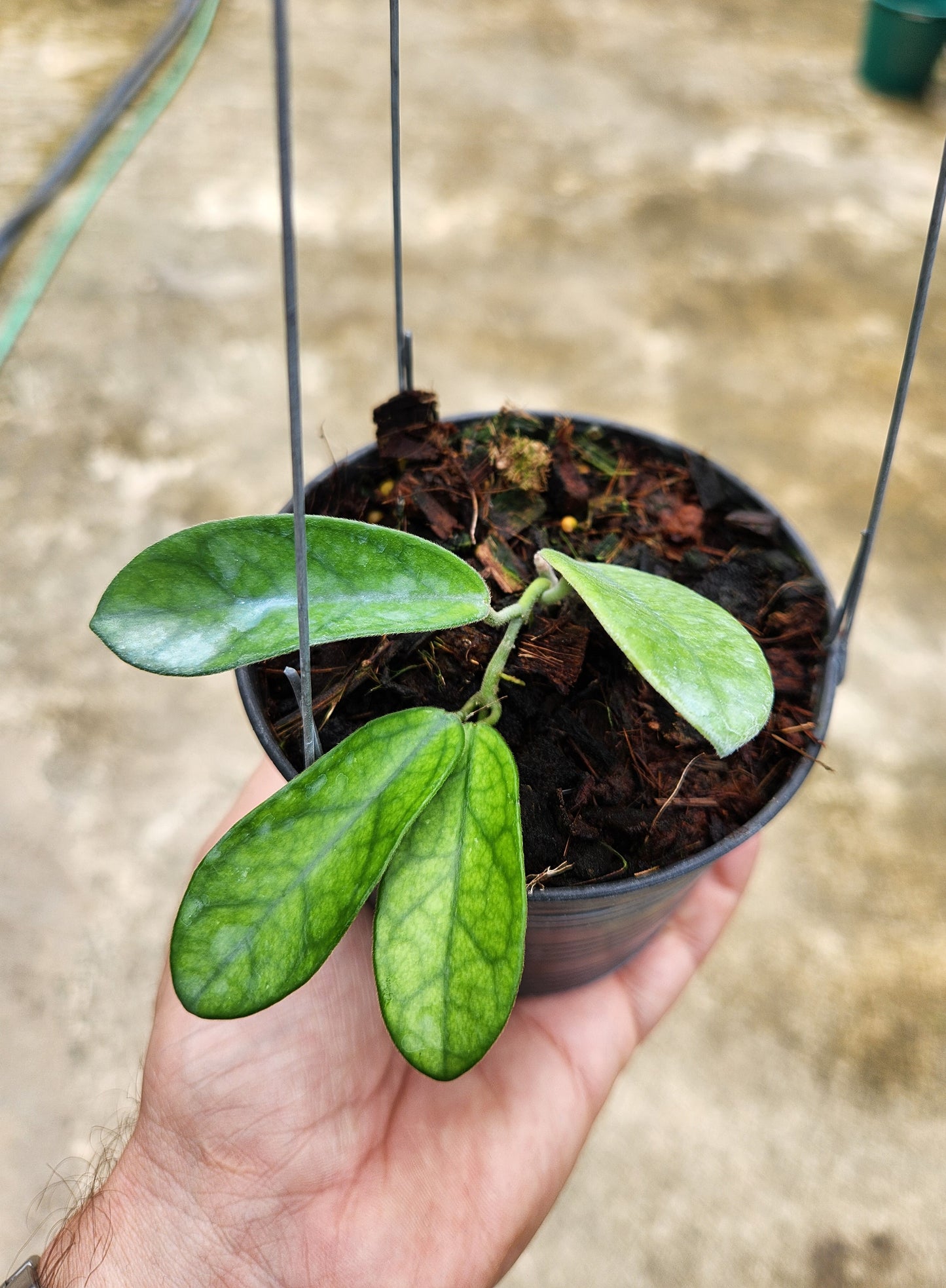 Hand holding a potted Hoya Lyi NoID, showcasing its lush green leaves and healthy growth.