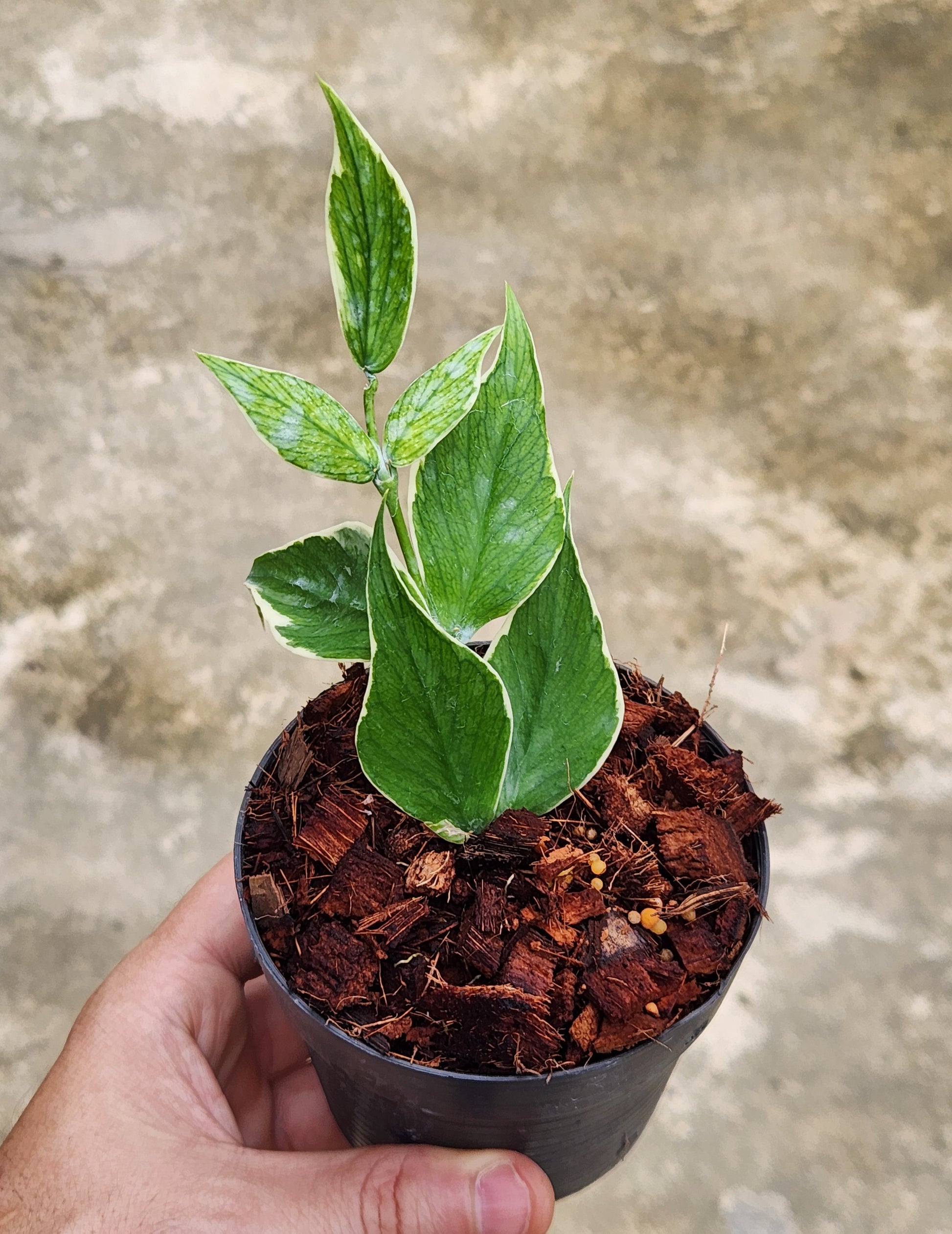 A hand holding a potted Hoya Polyneura Albomarginata plant with distinctive leaf patterns.