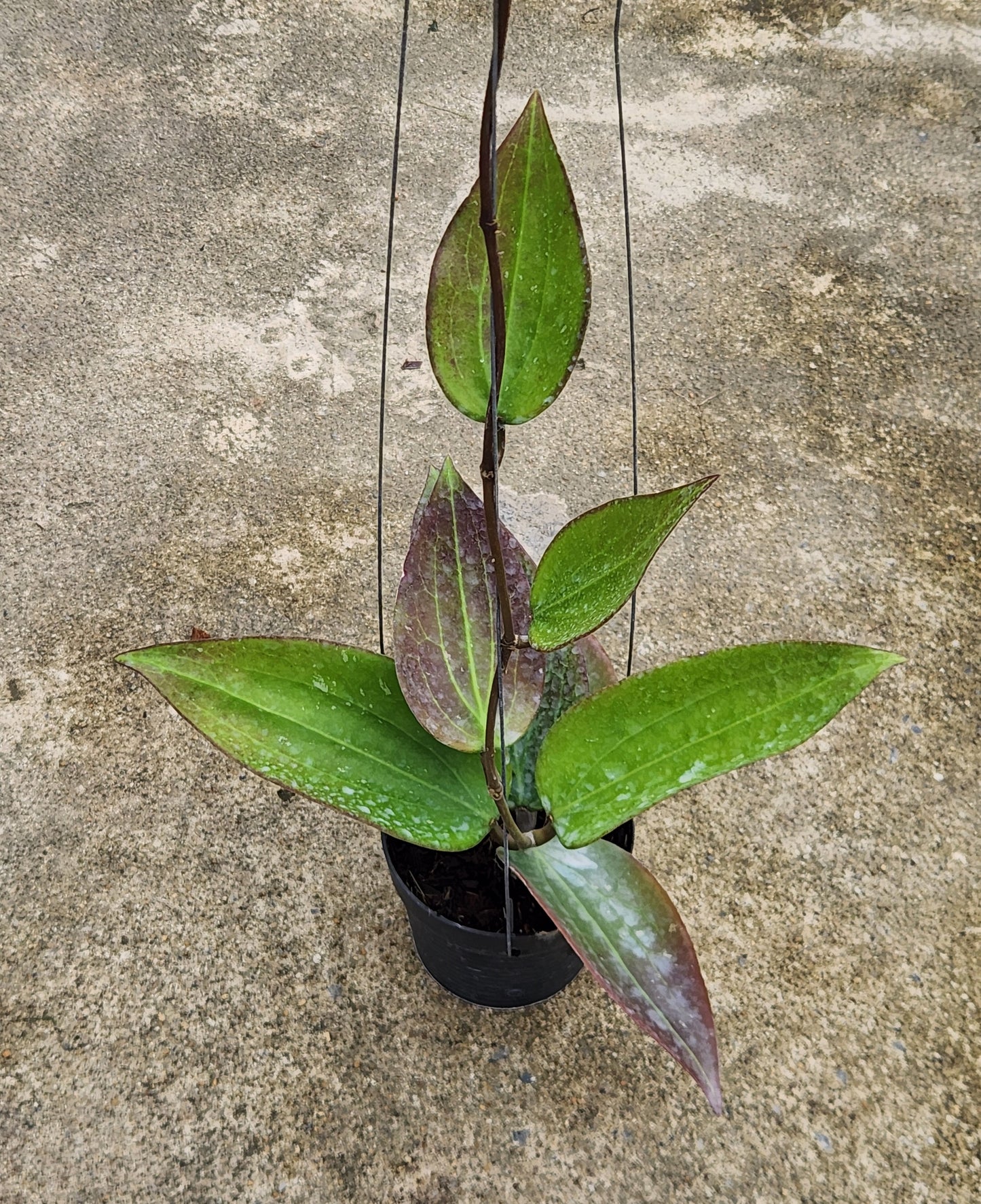 Alt text: Hoya Potsii Borneo Red Leaf in a pot, featuring close-up views of its distinctive leaves.