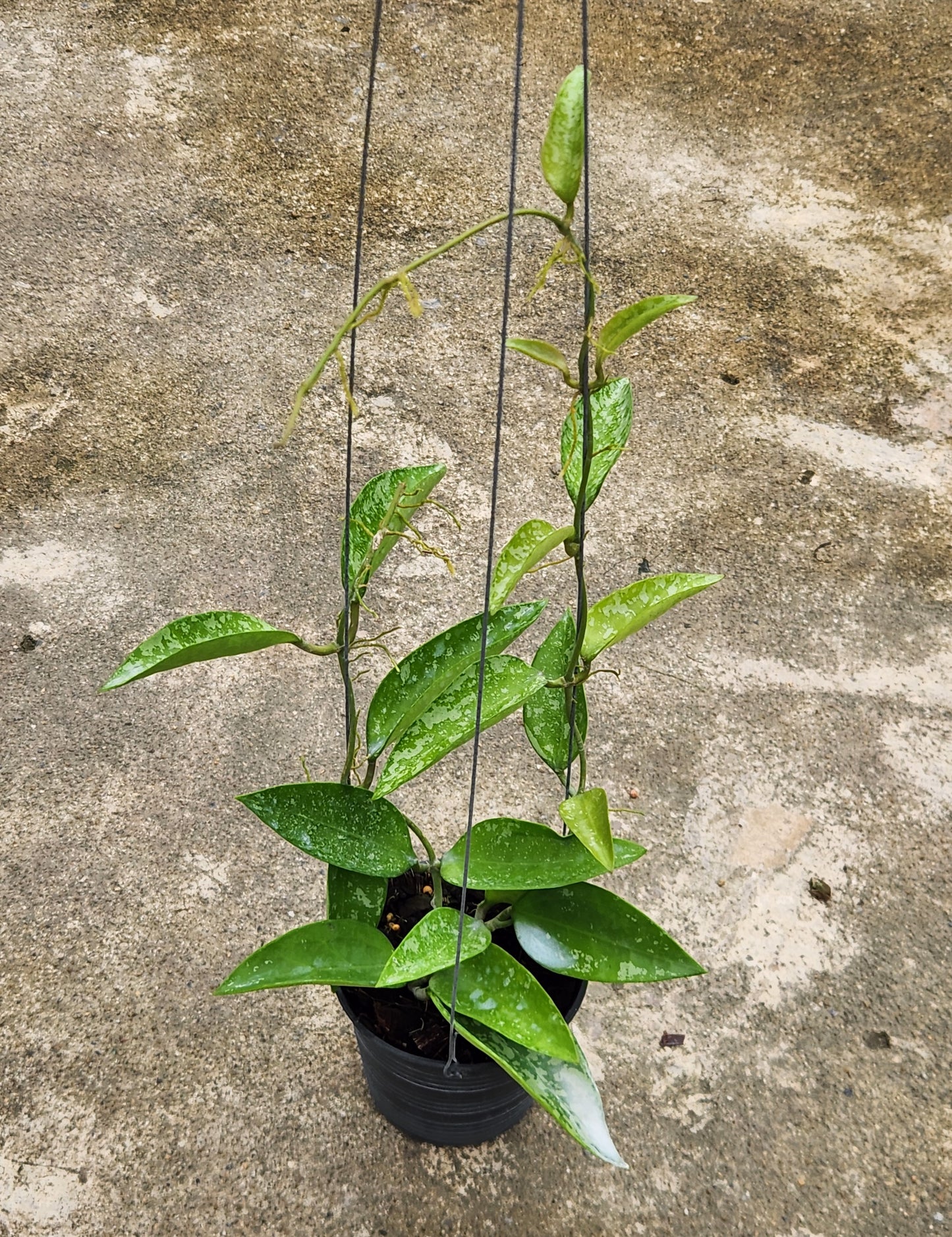 Hoya Potsii Splash in a pot with vibrant green leaves and prominent leaf details.