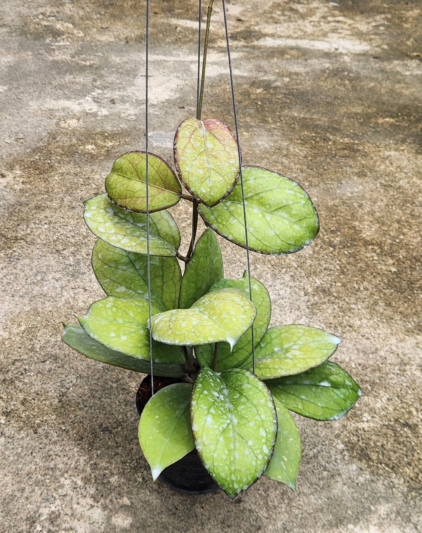 Hoya Priktai (Russia) plant in a pot with close-up views of green leaves, showcasing its healthy foliage and size.