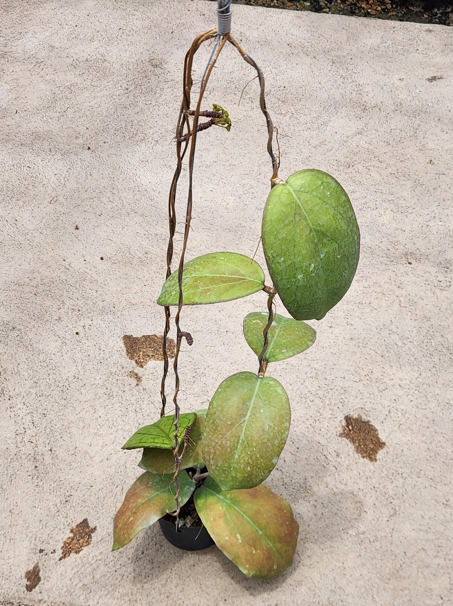 Hoya Priktai plant in a pot with close-up views of its green leaves.