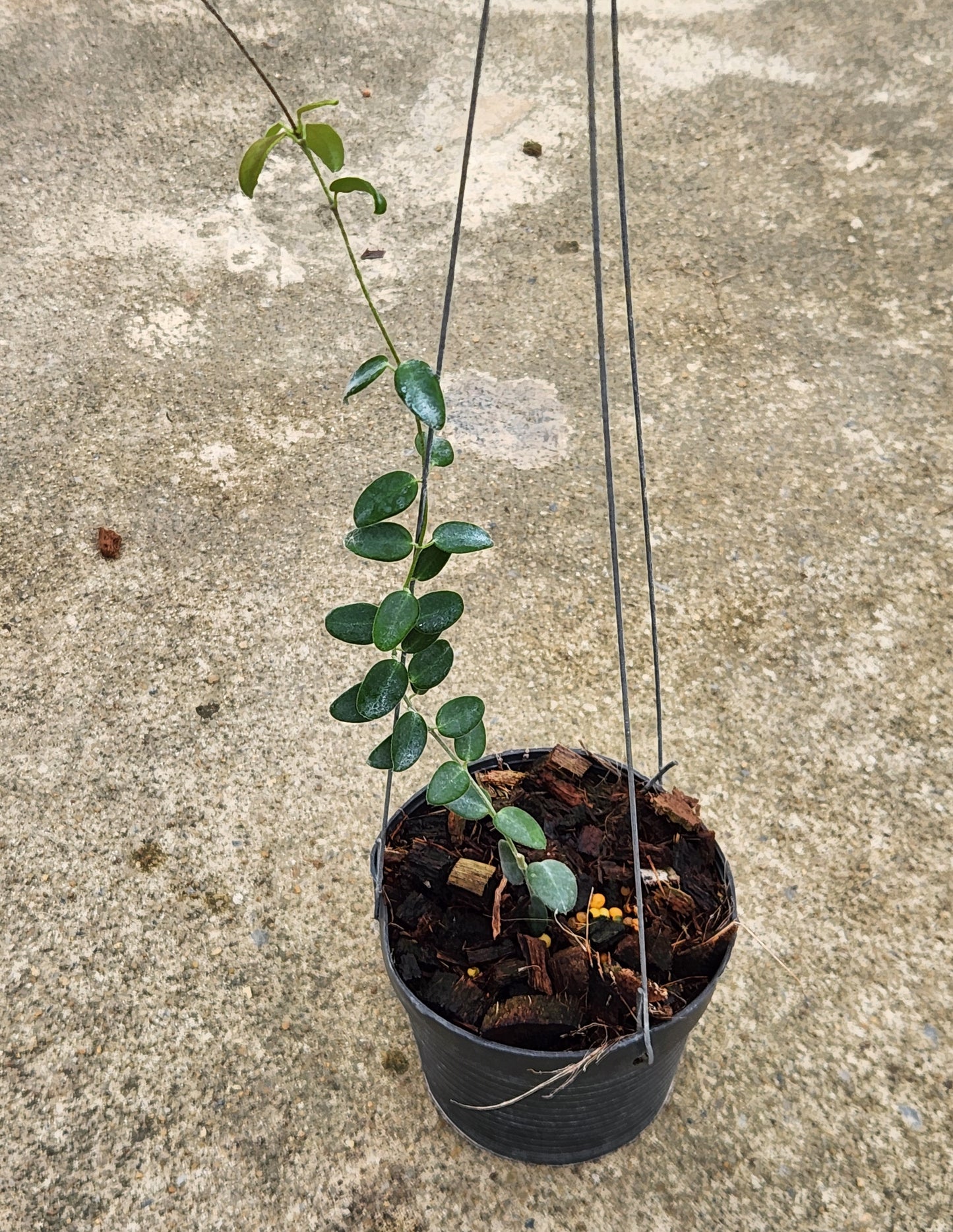 Hoya Pulleanoi plant in a decorative pot, showcasing lush green leaves.