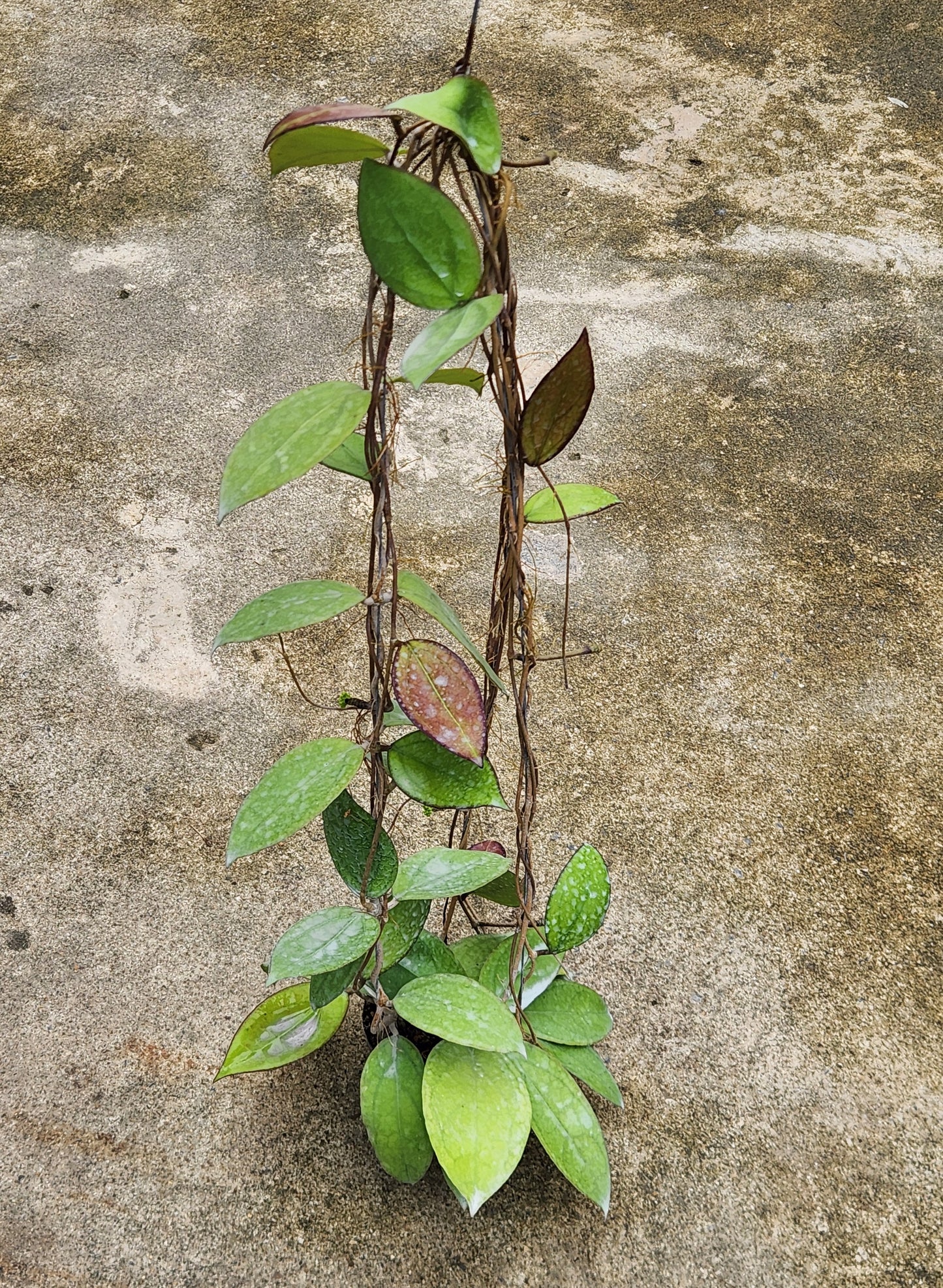 Alt text: Hoya Puom Siam Ruby plant with lush green leaves and visible stems.