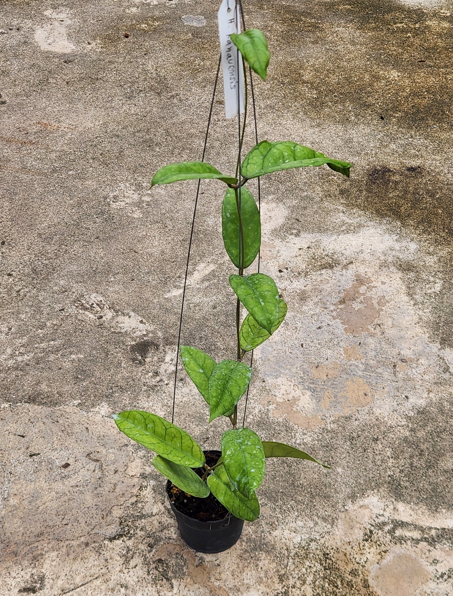 Alt text: Hoya Ranuensis plant in a pot with lush green leaves, showcasing a healthy and vibrant houseplant.