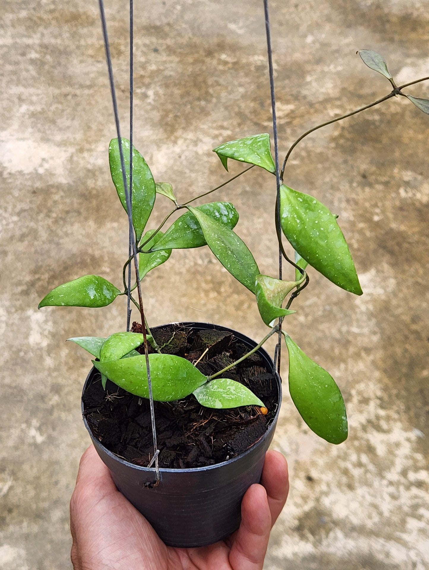 A hand holding a potted Hoya Revoluta Splash plant, showcasing its vibrant leaves and healthy growth.