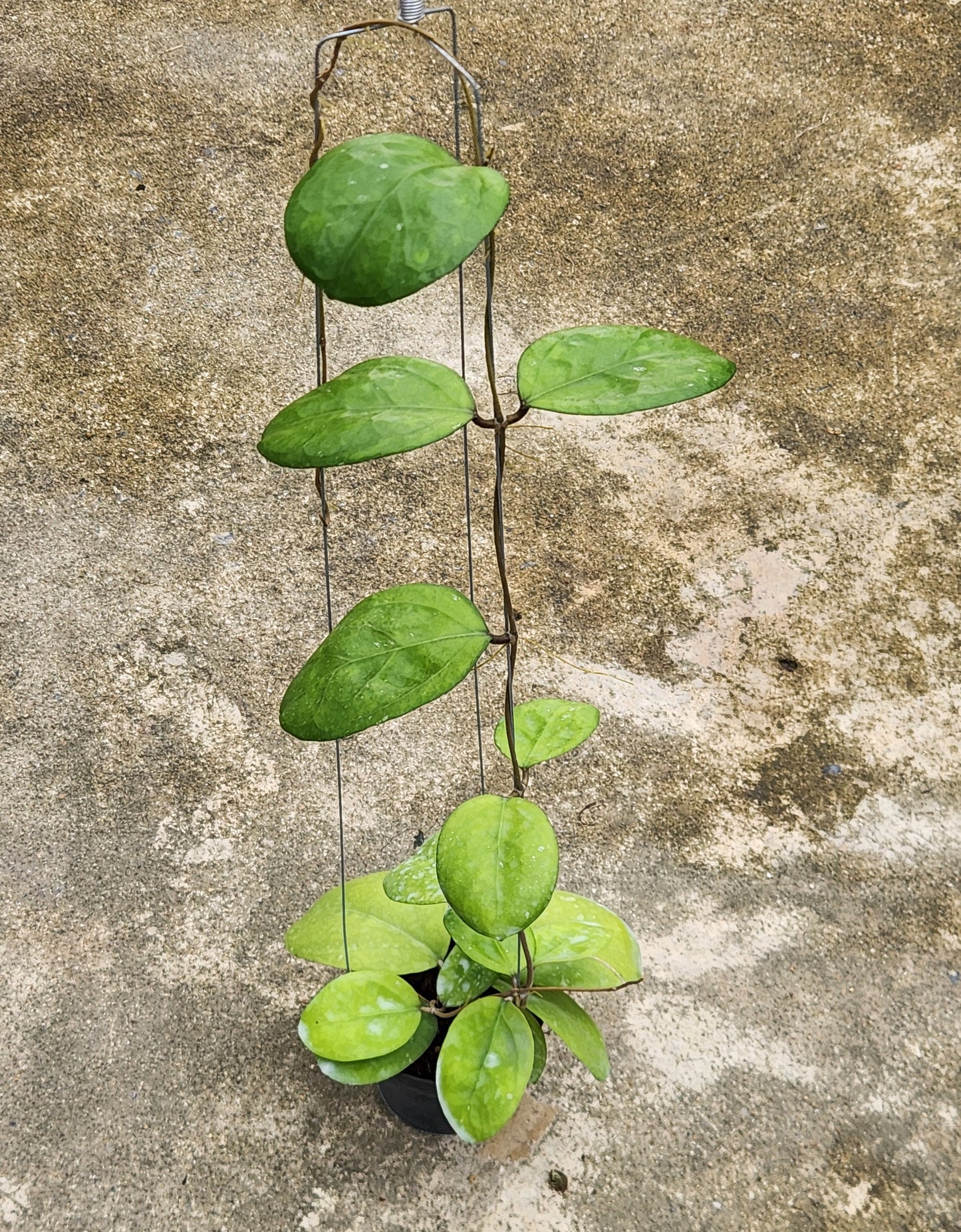 A Hoya Ricardo plant in a pot with close-up views of its green leaves.