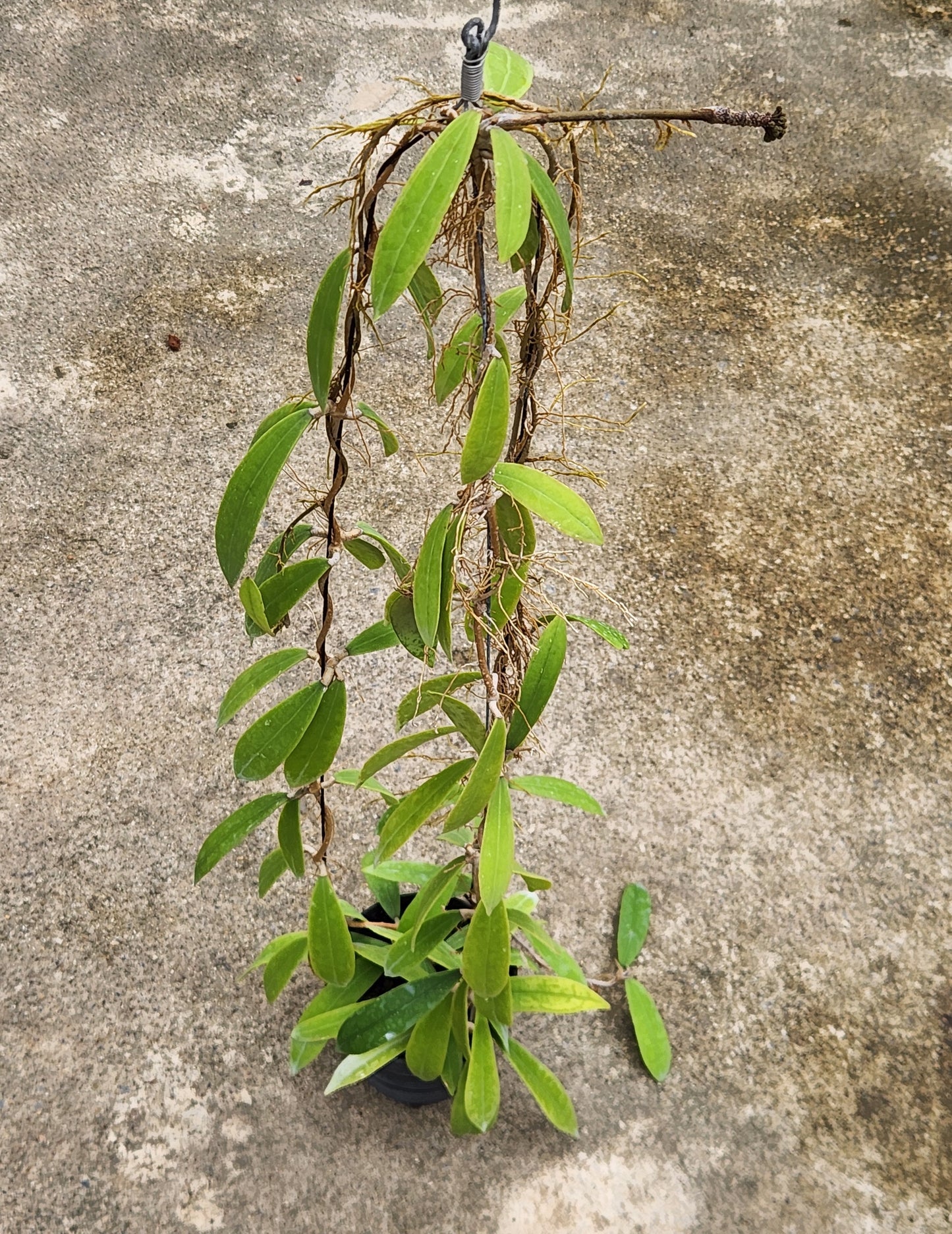 Hoya Rigidfolia plant in a pot with green leaves, showcasing a close-up view of its intricate leaf structure.