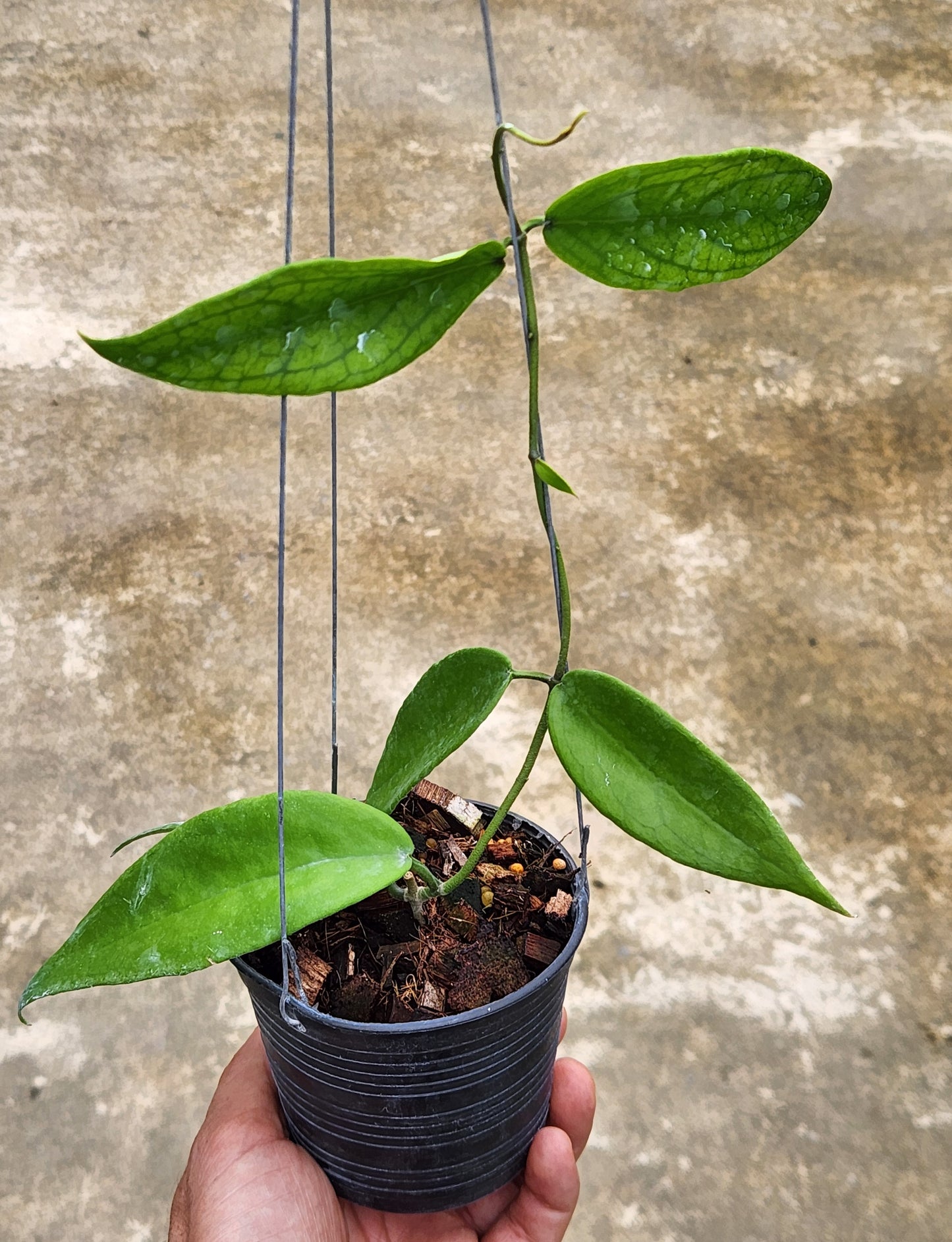 A hand holding a potted Hoya Sangguensis plant, showcasing its lush leaves and healthy growth.