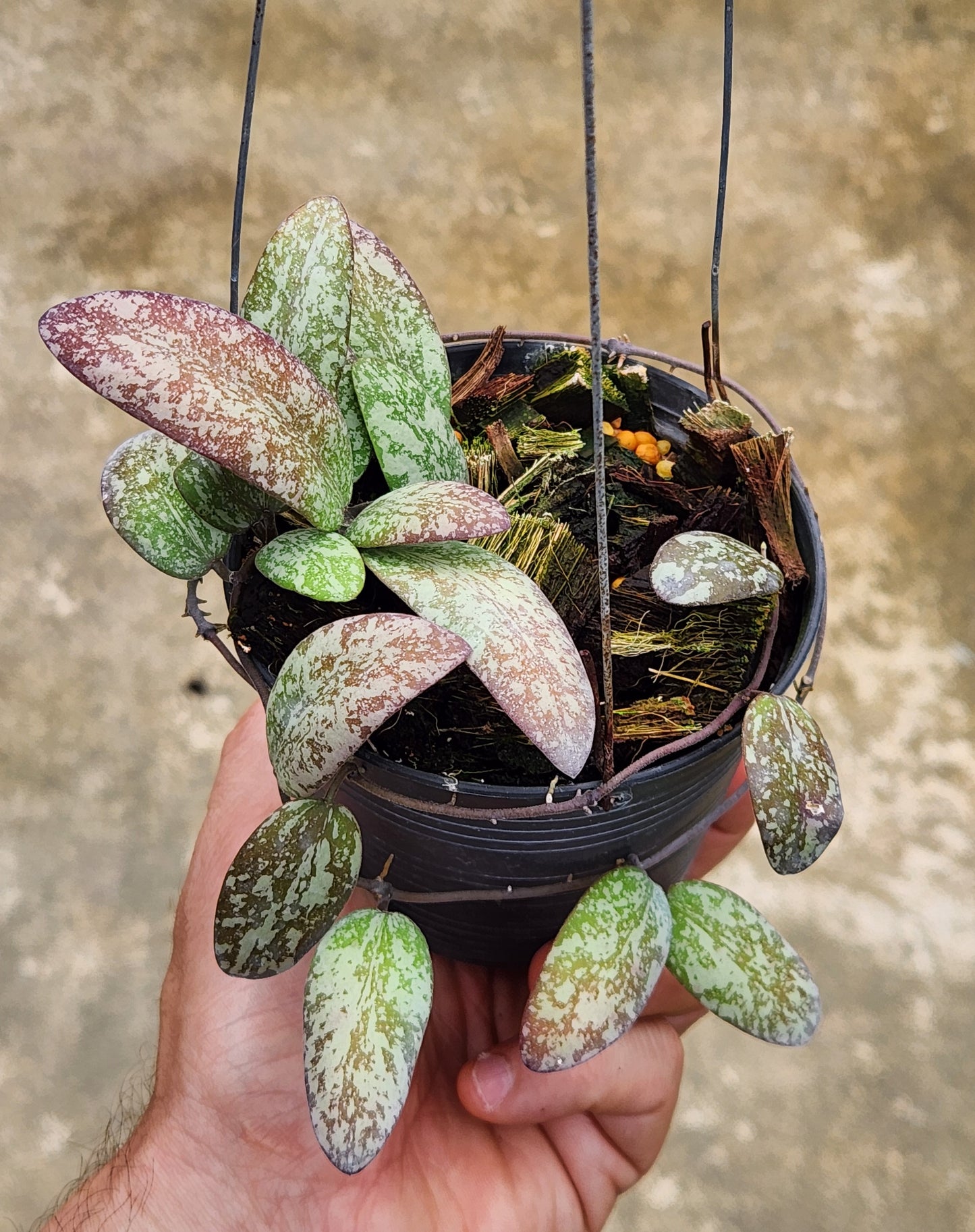A hand holding a potted Hoya Sigilittis Silver Borneo houseplant, showcasing its lush, healthy leaves.