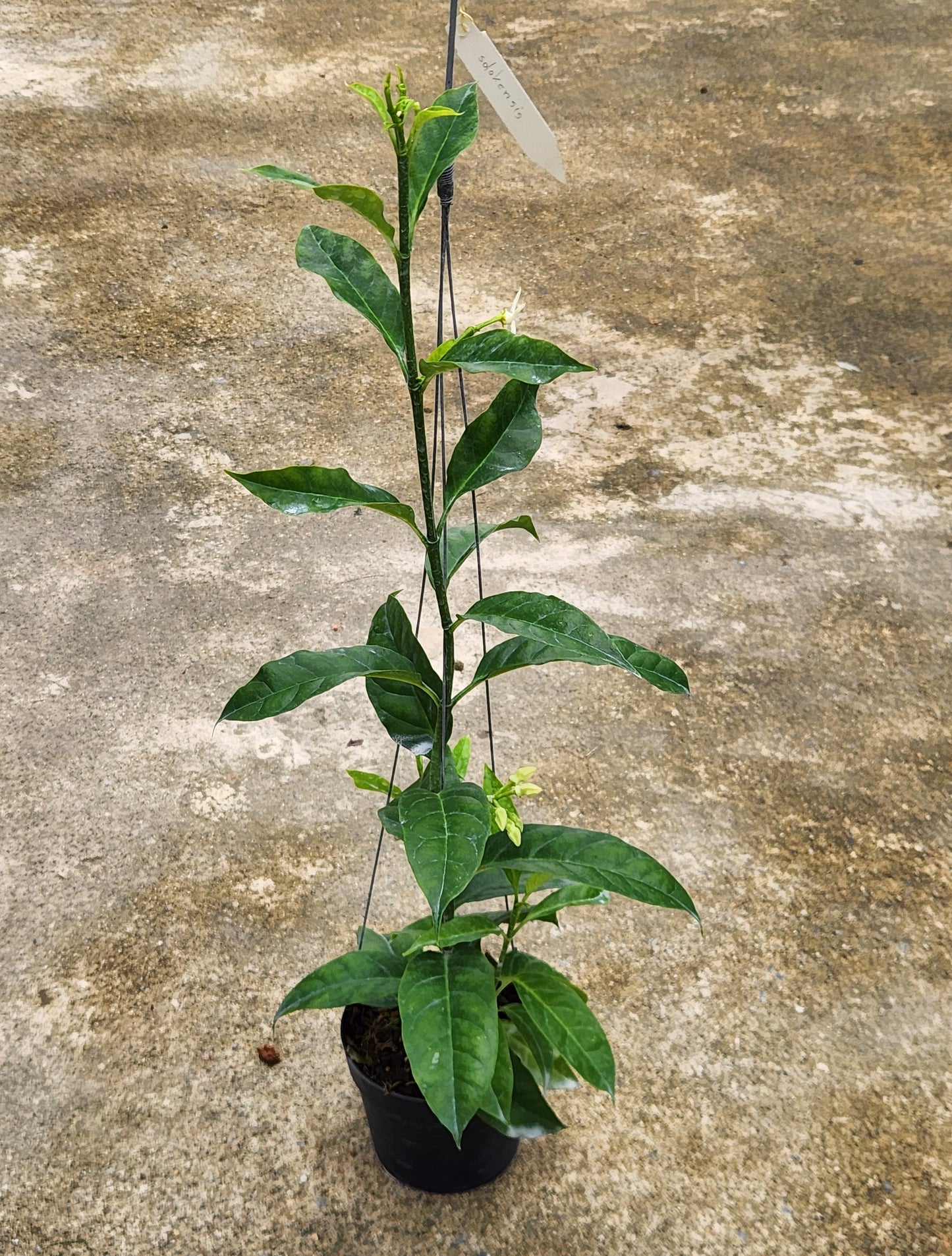 Hoya Solokensis plant in a pot with green leaves, featuring a close-up of the foliage.