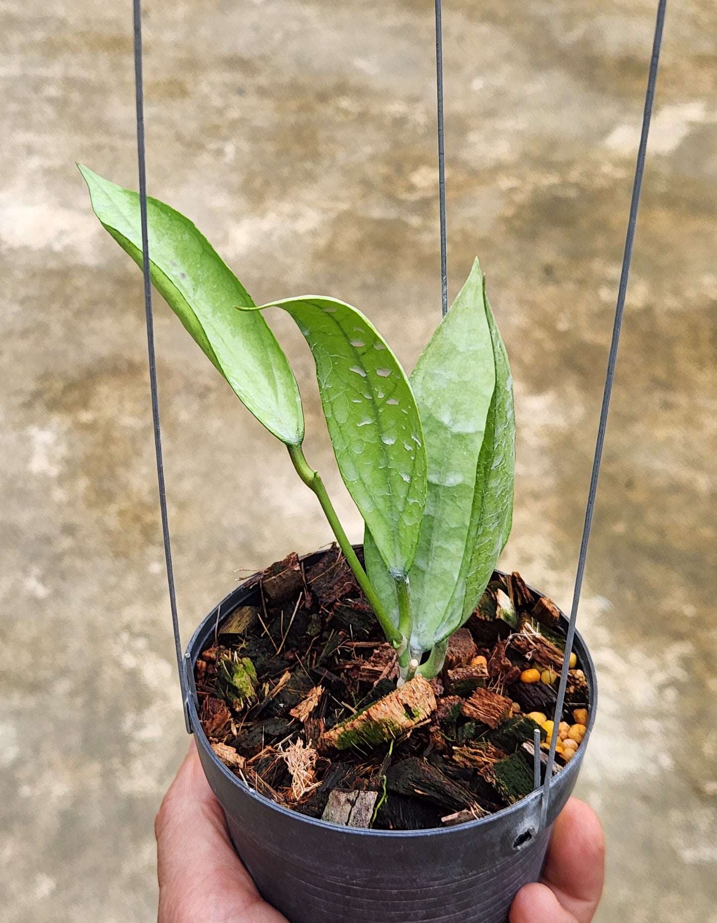 A hand holding a Hoya sp. Germany Silver potted plant, showcasing its lush leaves and healthy growth.