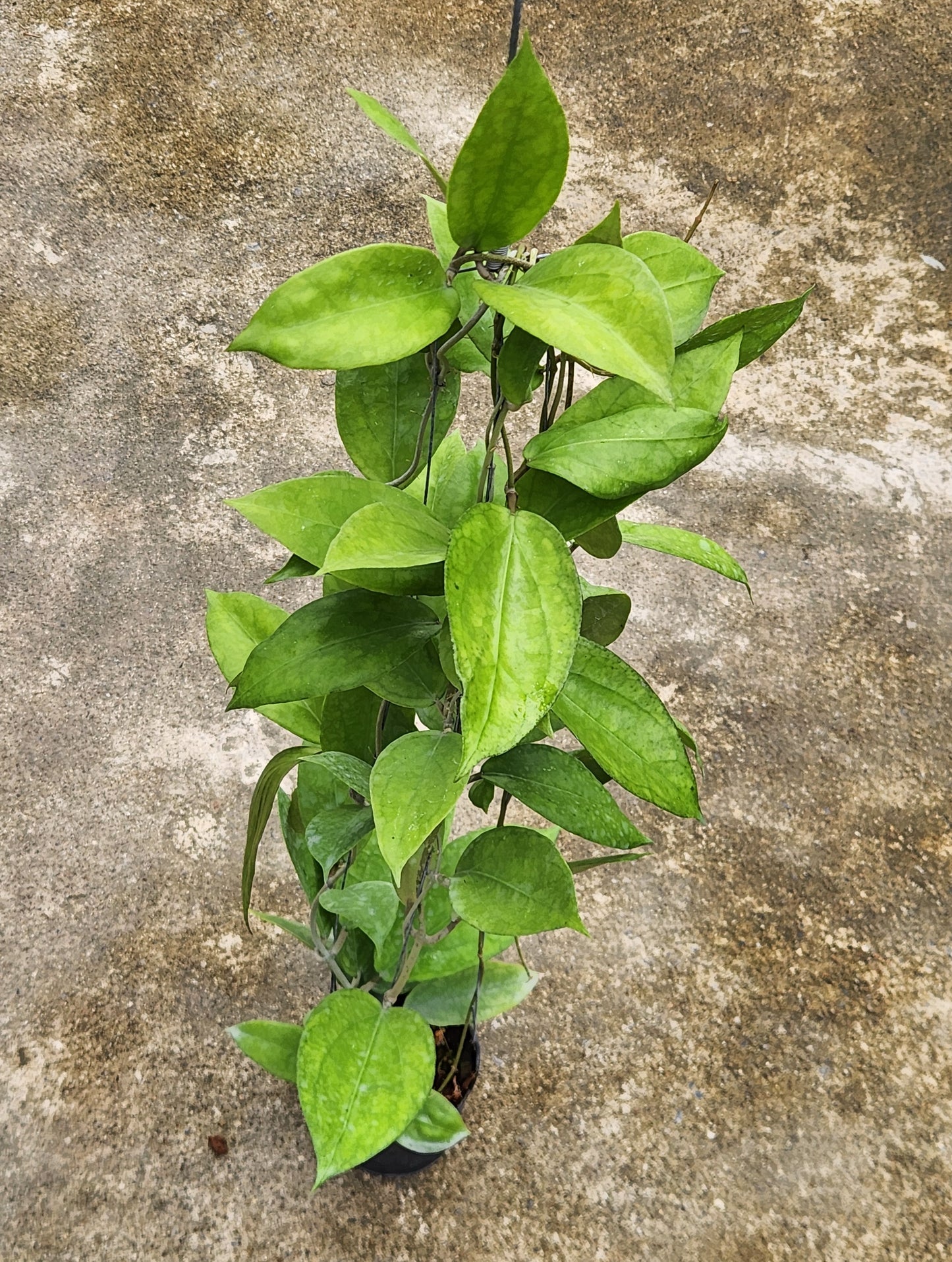 Hoya Surisa plant on a concrete surface, featuring vibrant green leaves and close-up details of its foliage. Representative of the size plant you will receive.