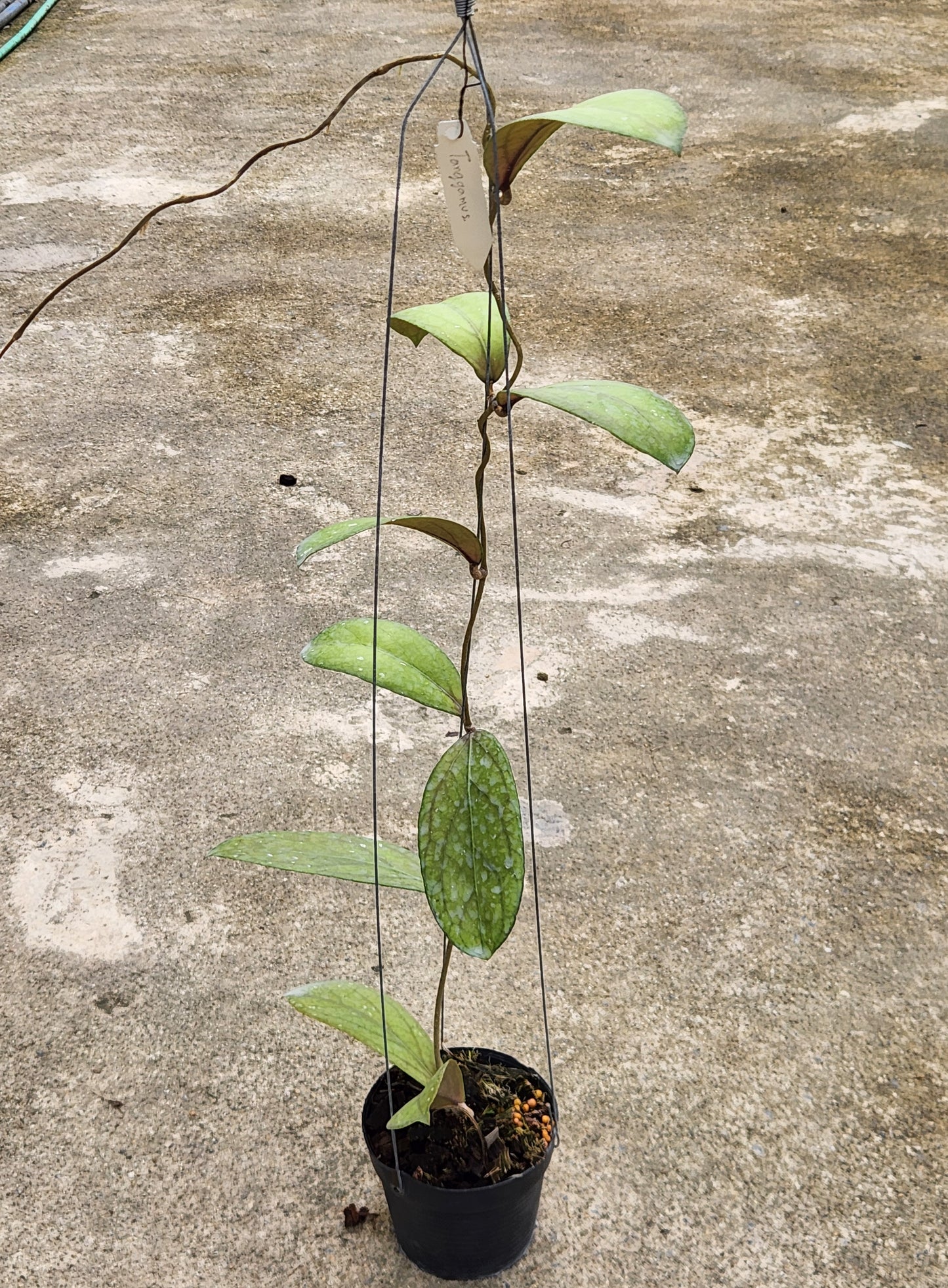 Alt text: Hoya Tanggamus plant in a pot, showcasing close-up leaves, placed on a concrete surface.