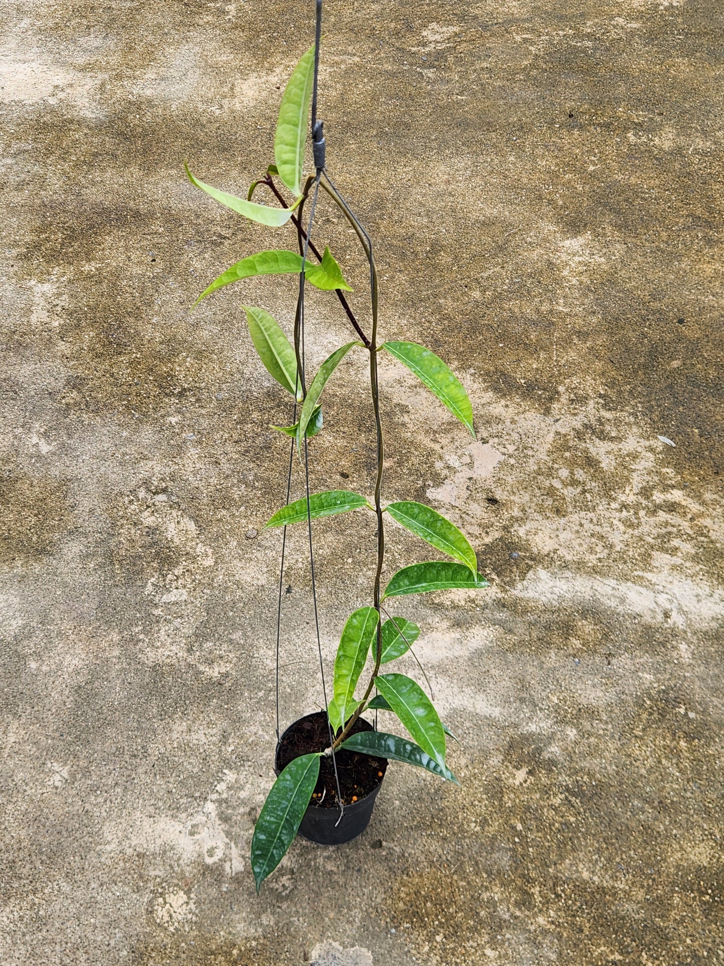 Alt text: Hoya Thuathienhuensis plant in a pot featuring close-up views of its leaves.