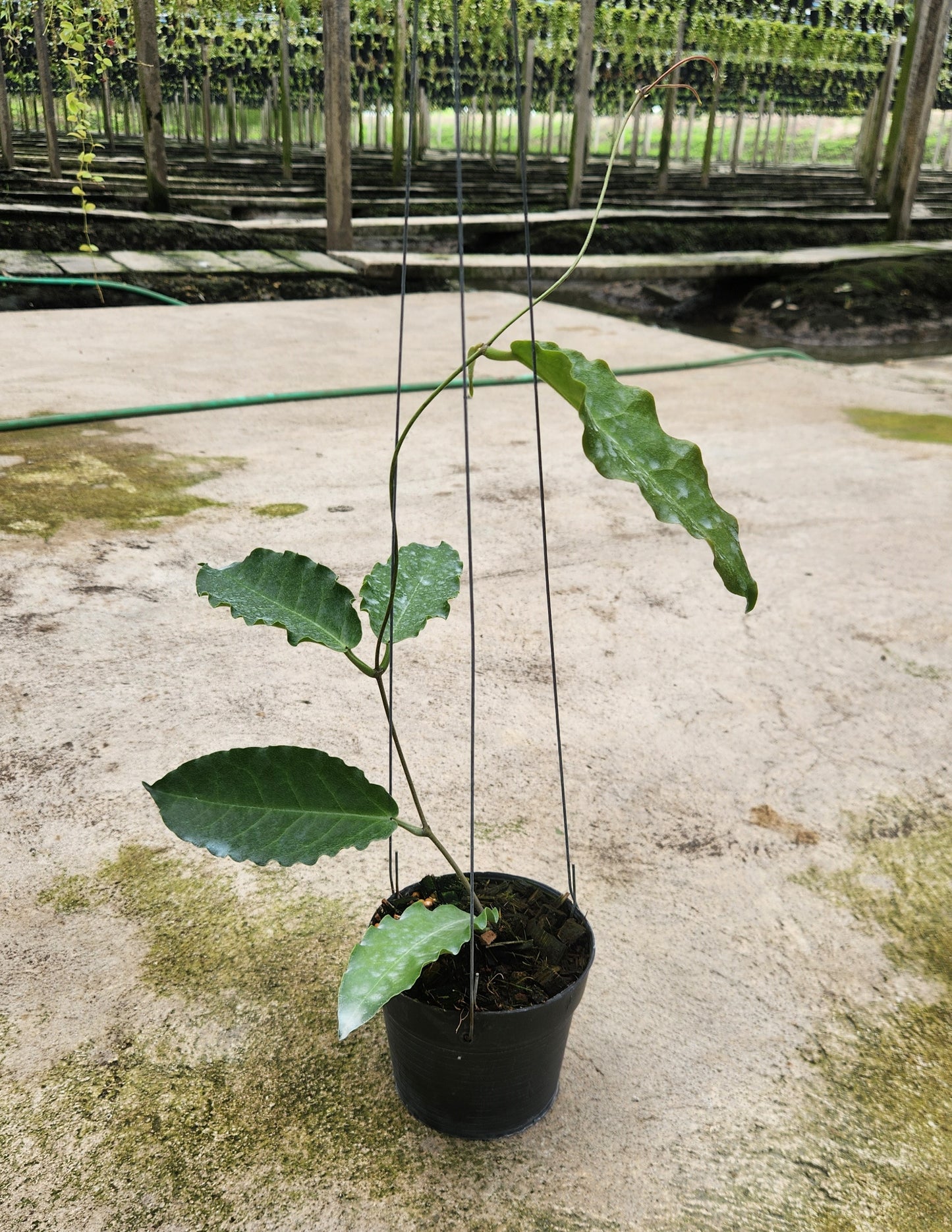 Alt text: Hoya Versteegii plant in a pot, showcasing lush green leaves and a close-up of leaf details.