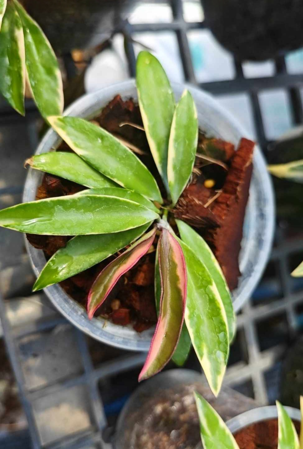 Potted Hoya Wayetii Albomarginata with lush green leaves, ideal for indoor decoration. Representative of actual plant size.