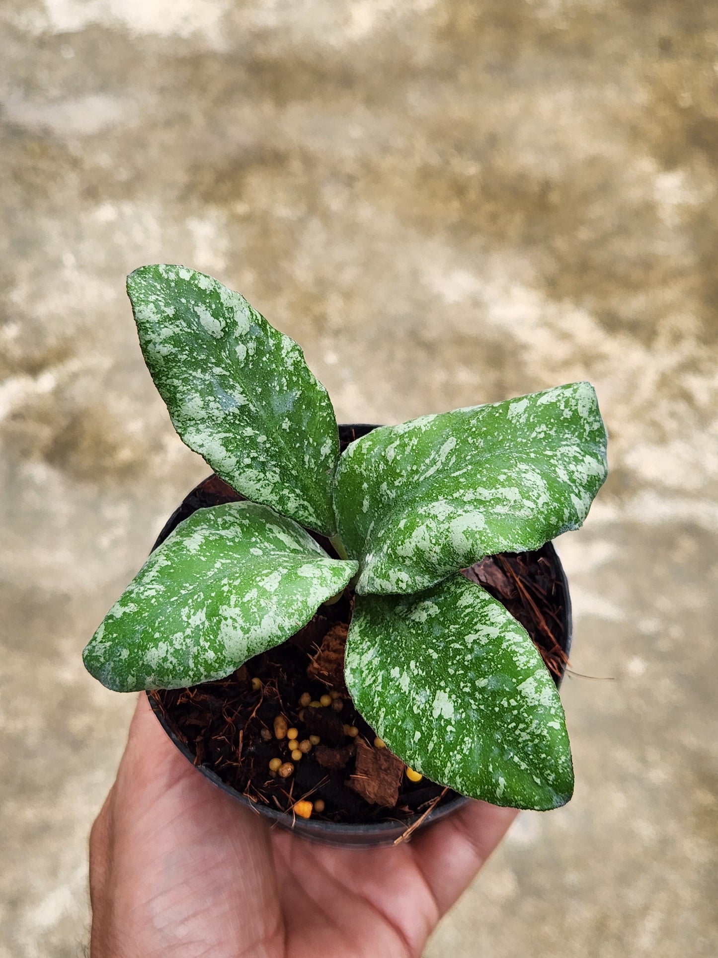 A hand holding a potted Hoya Waymaniae Cloudy Sky plant, showcasing its lush green leaves.