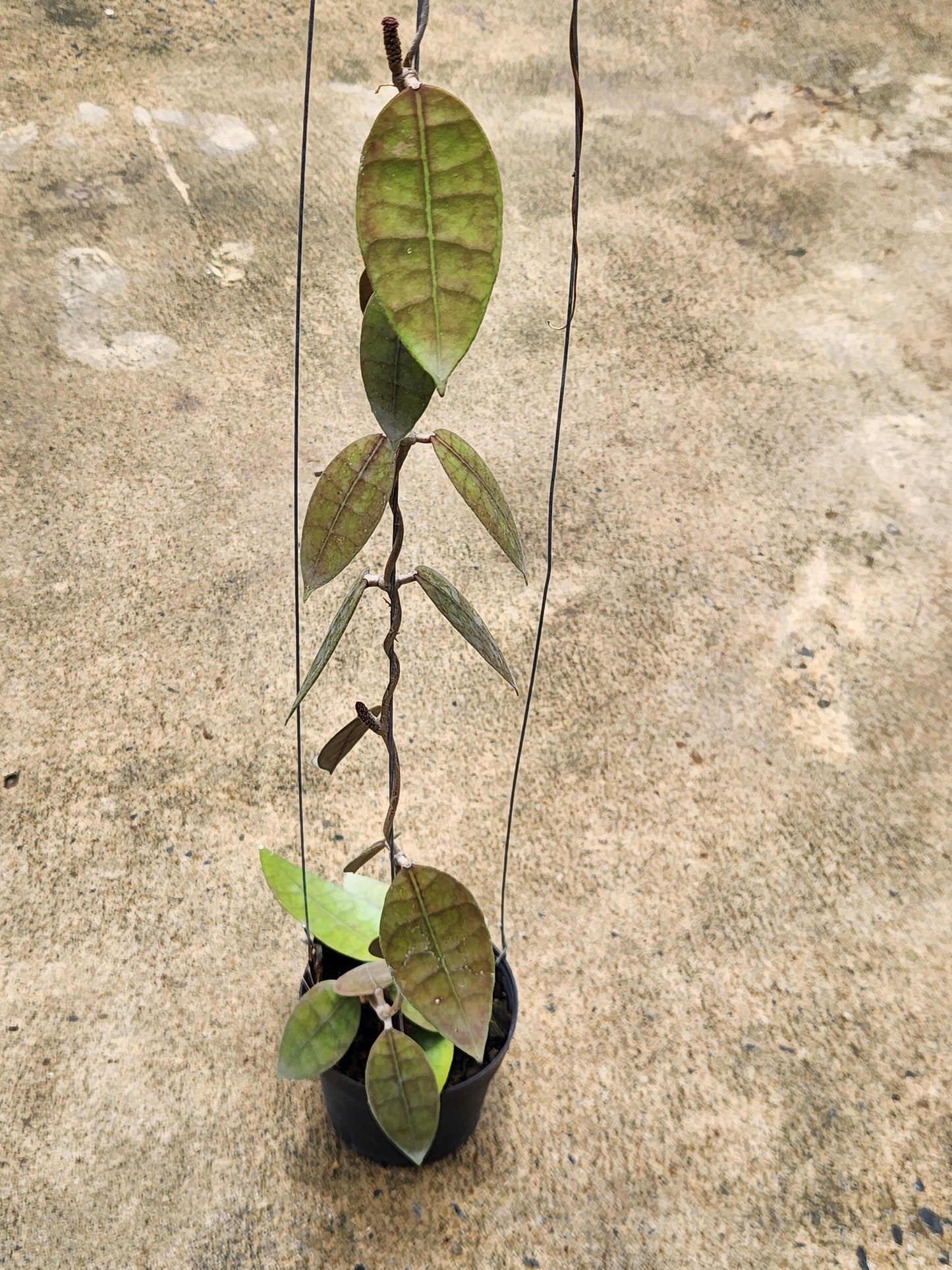 Hoya aff. Lambii (Indonesia) plant in a pot, showcasing lush leaves, part of a collection of rare, variegated aroids available for purchase.