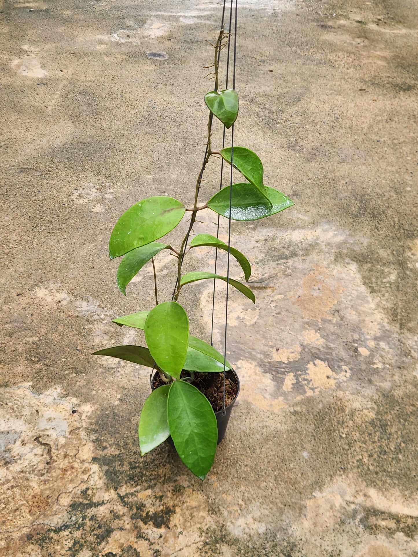Hoya Benchaii in a pot, showcasing close-up leaves, positioned on a concrete surface. Part of a rare, variegated aroid collection.