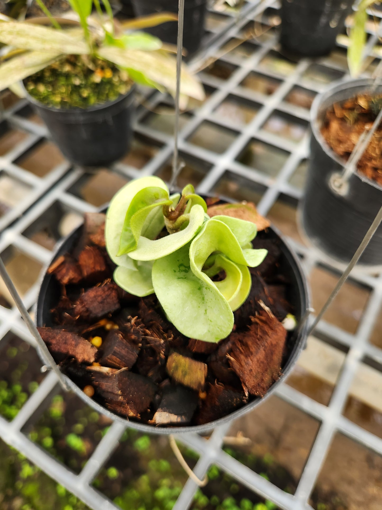 Hoya Compacta Silver Margin plant in a decorative pot, showcasing its unique silver-edged curly leaves, ideal for rare plant enthusiasts.