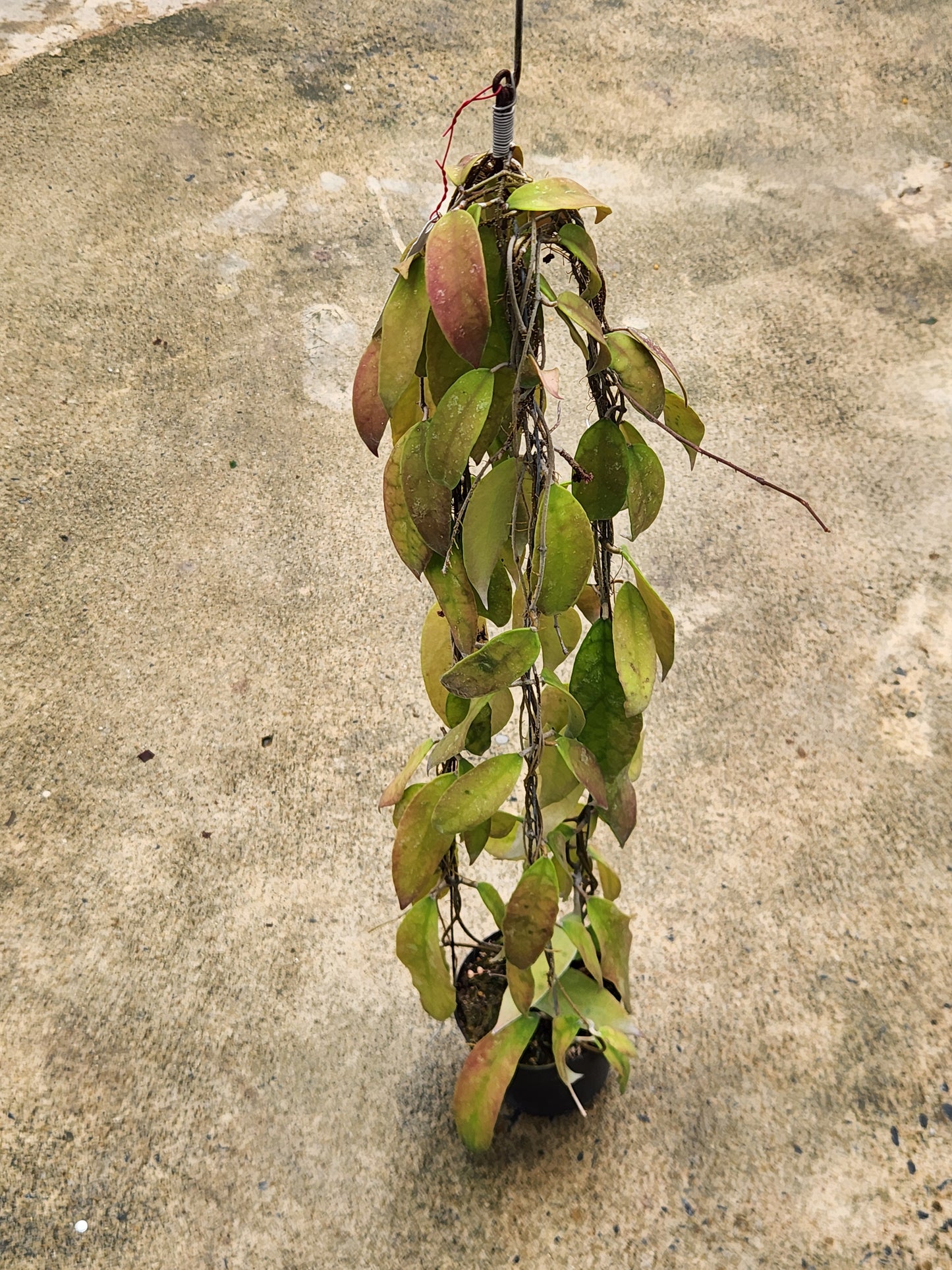 Close-up of Hoya Corneria (SR-2012-017) showcasing its intricate leaf structure, part of a rare collection of variegated aroids available for purchase.