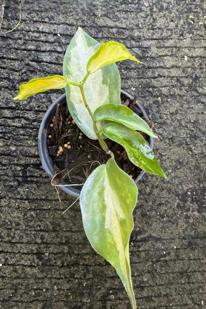 Hoya Kenejiana Variegated, a houseplant in a pot, showcasing distinct variegated leaves and a sturdy plant stem.