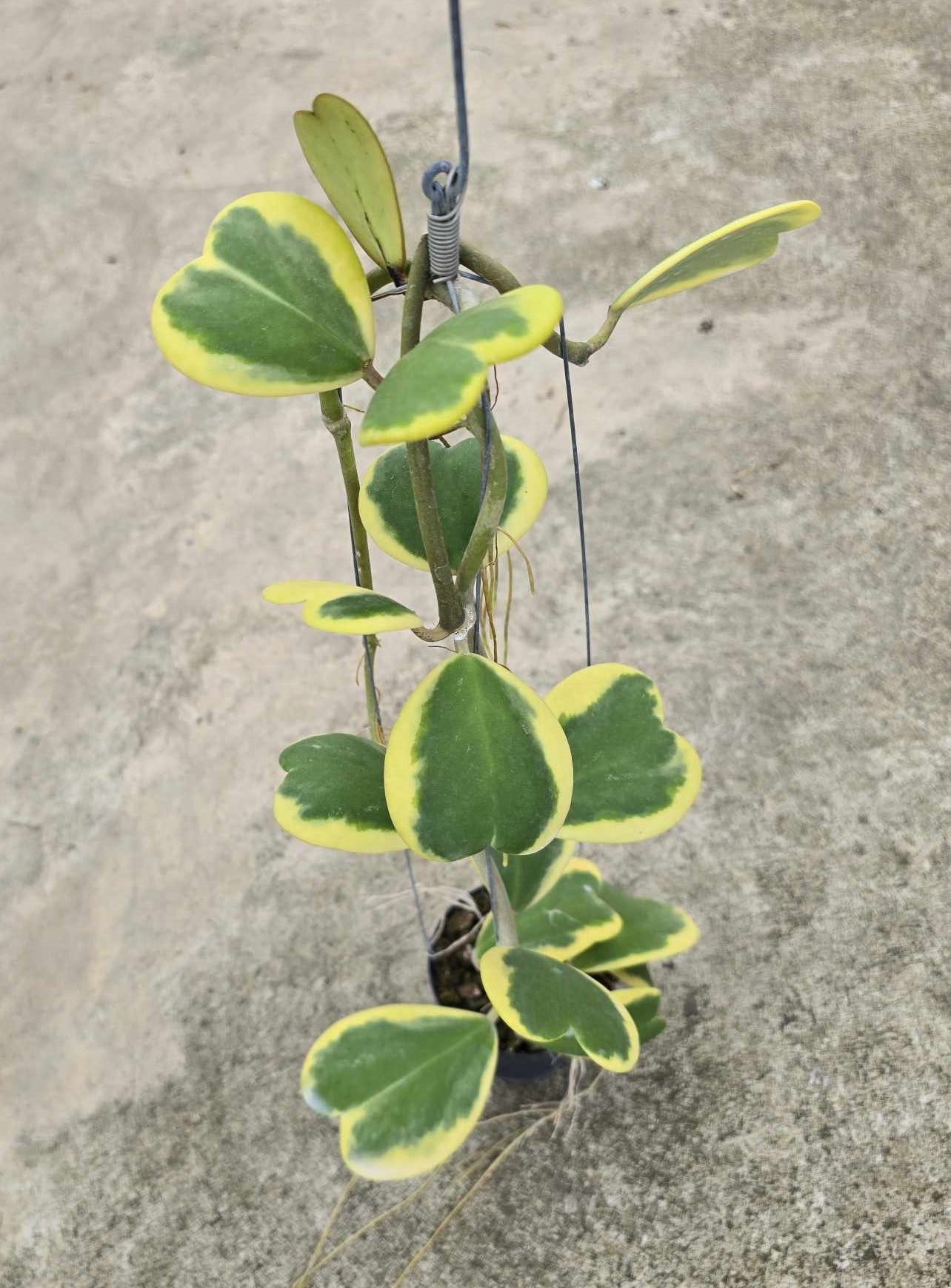 Alt text: Close-up of a Hoya Kerii Albomarginata plant with heart-shaped leaves.