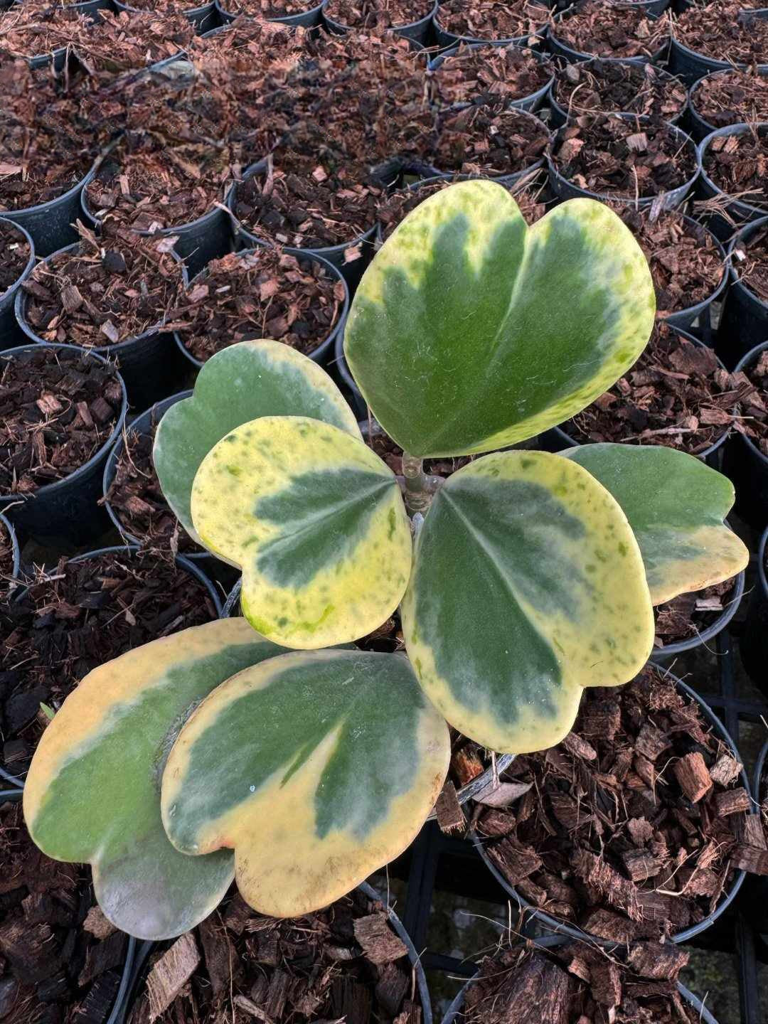 Alt text: Hoya Kerii Albomarginata Spot plant in a pot with close-up views of its distinctive leaves.
