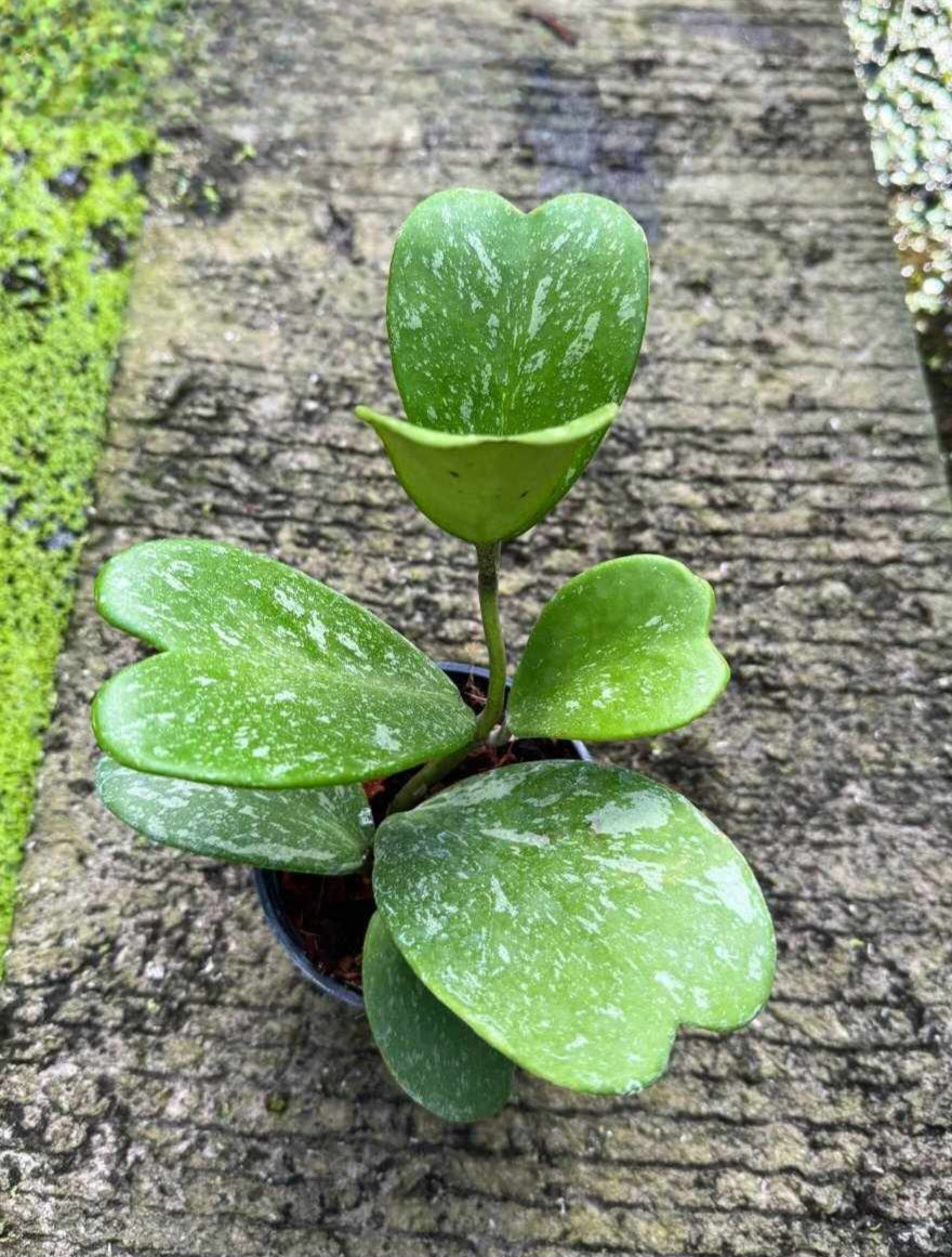 Hoya Kerii Splash in a pot, showcasing its distinctive heart-shaped leaves with a splash pattern, perfect for adding greenery to indoor spaces.