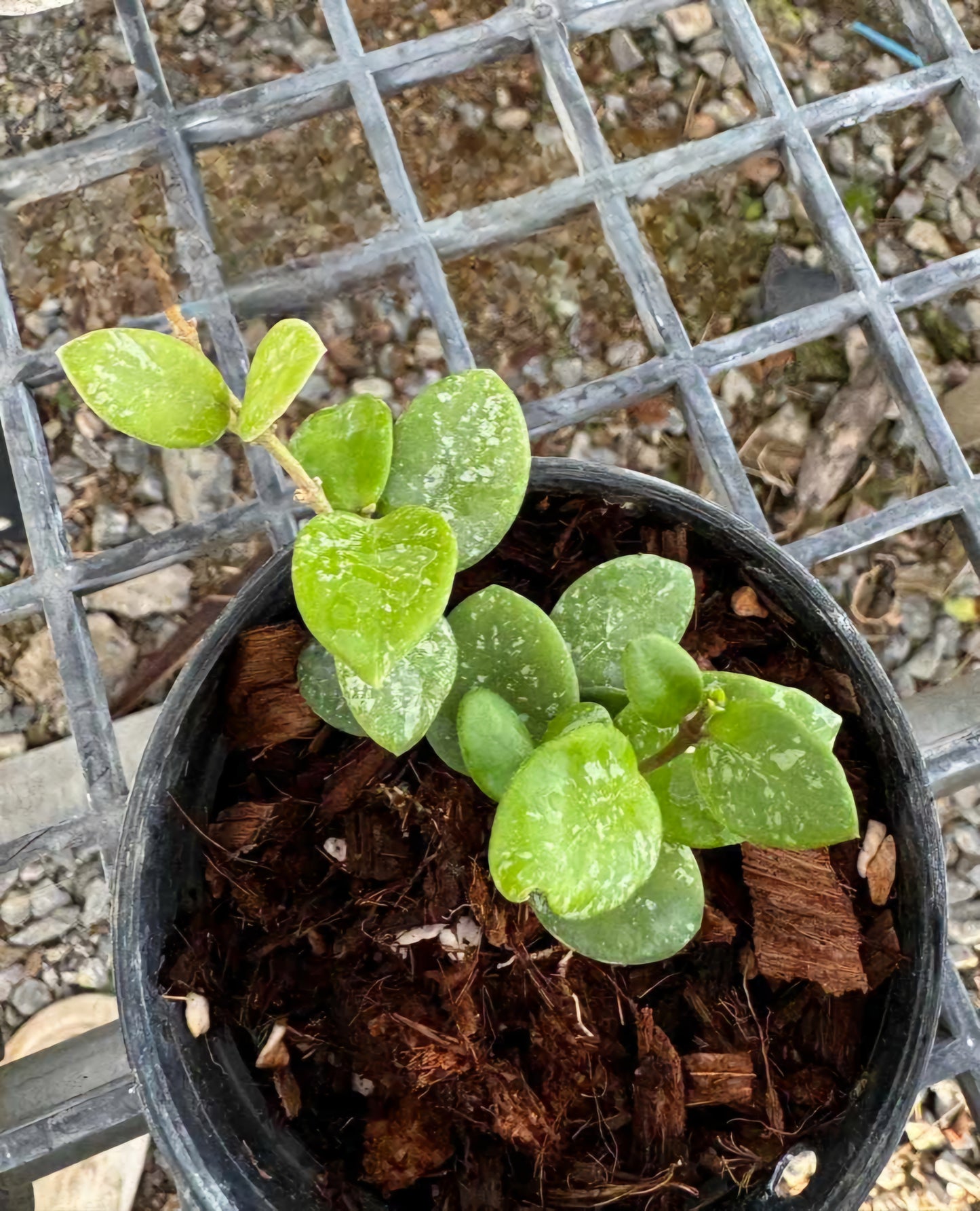 A Hoya Mathilde Splash in a pot with heart-shaped leaves, showcasing a lush, green appearance.