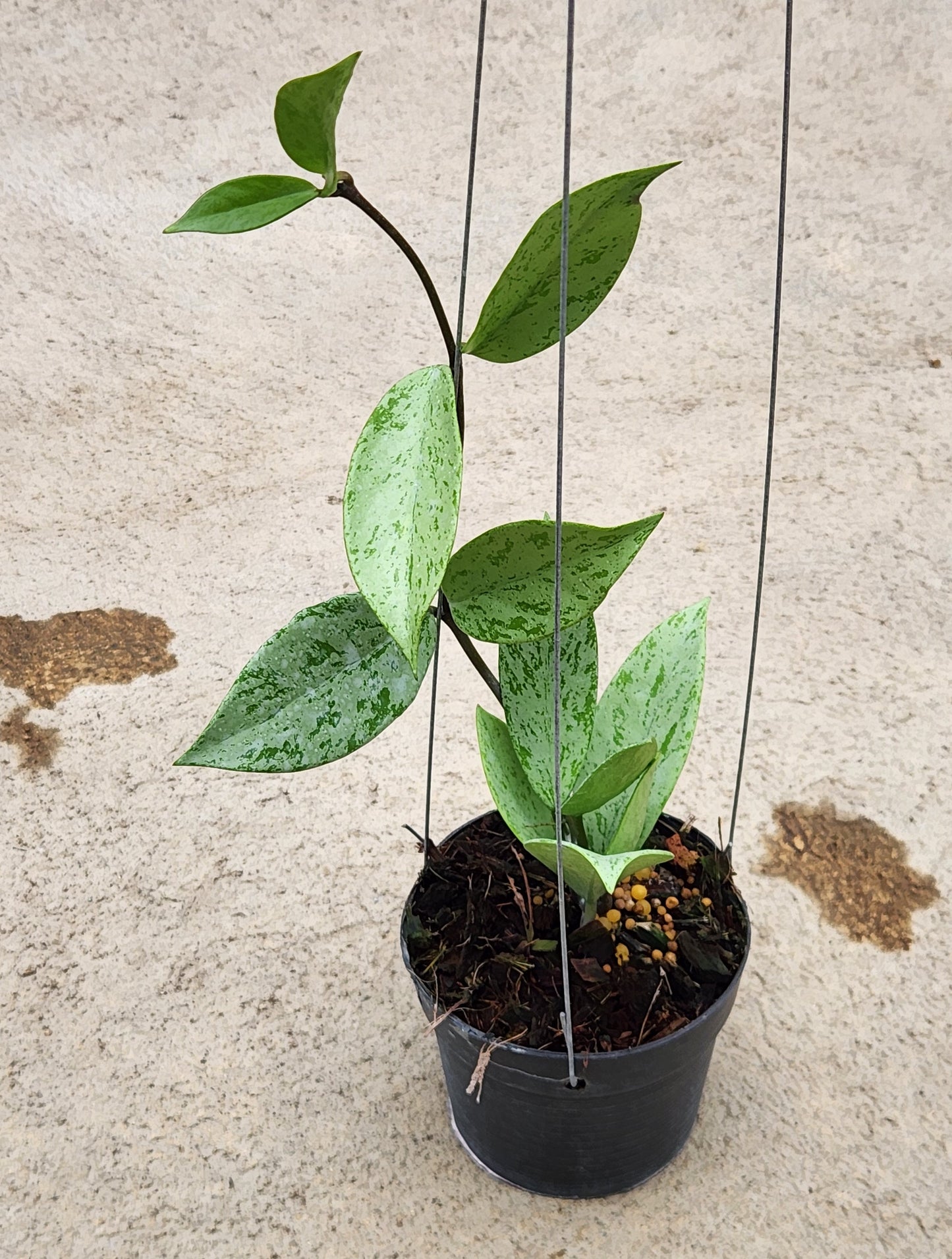 Hoya Pubicalyx Silver, featuring lush green leaves, potted in a decorative flowerpot, perfect as a houseplant.