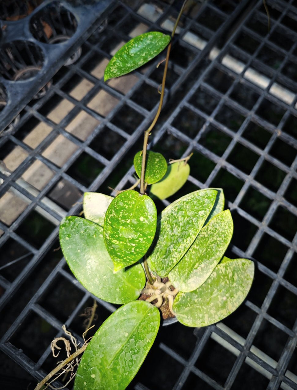 Alt text: Hoya Silver Dollar Splash plant with lush green leaves in a black plastic tray, showcasing close-up details of its foliage.