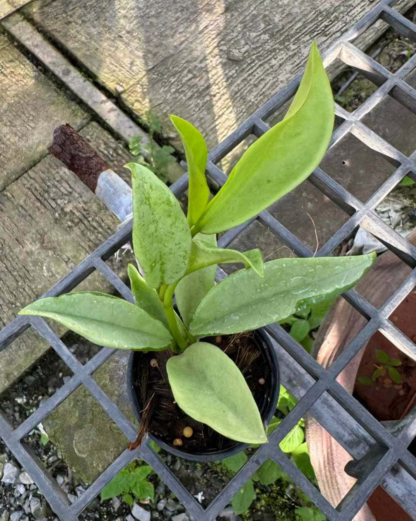 Hoya Silver Moon plant in a pot on a metal grate, showcasing its lush green leaves.