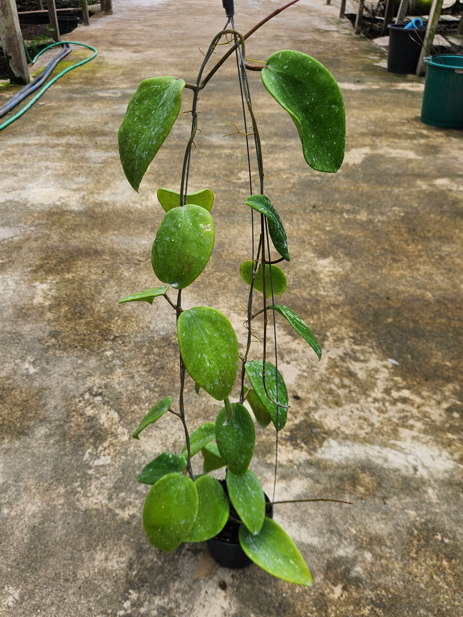 Hoya sp. Indo Splash plant on a concrete surface, featuring multiple close-ups of its leaves.