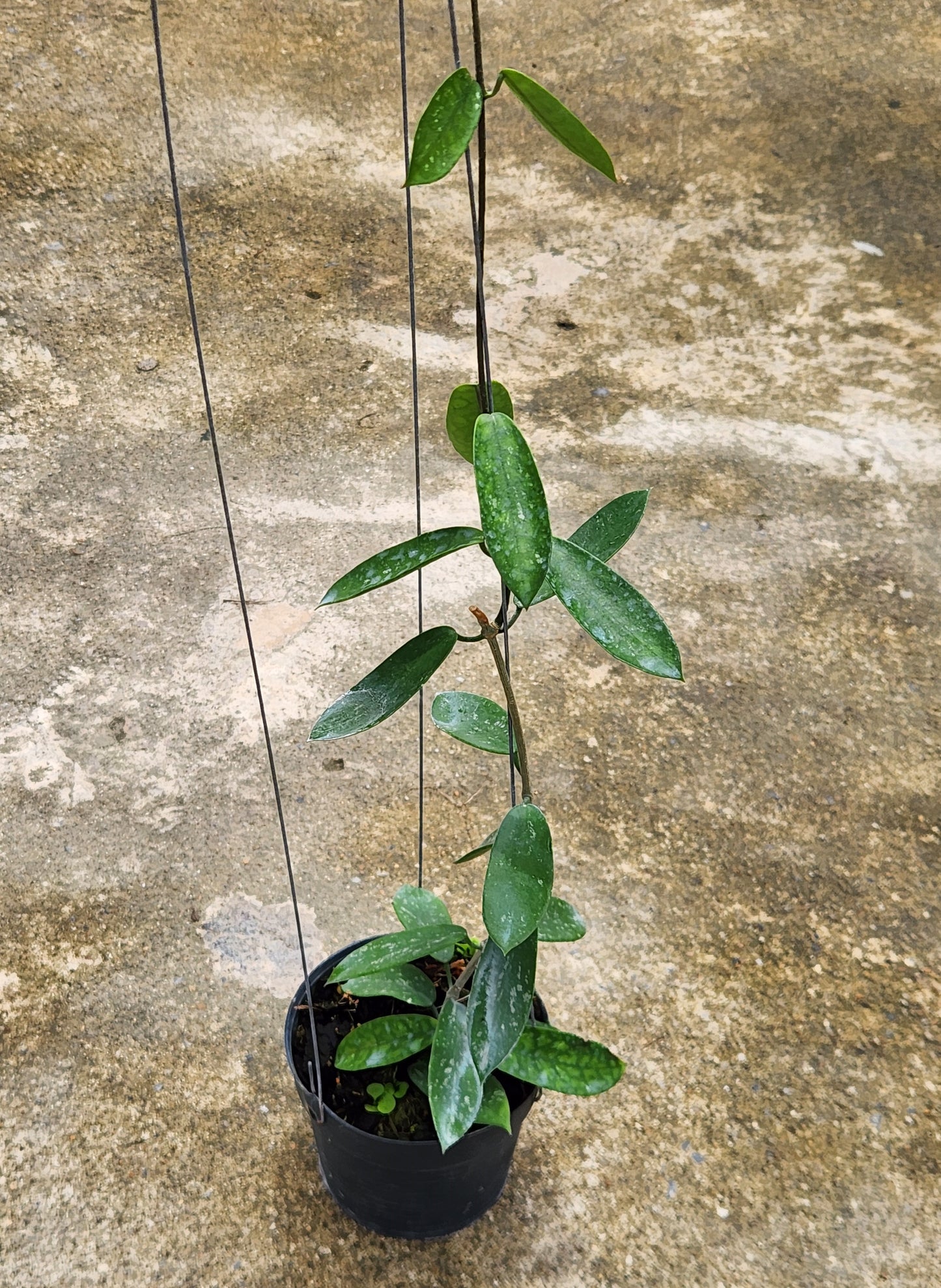 Alt text: Hoya sp. Hon Thom Splash plant in a pot, showcasing close-up details of its leaves and stems.