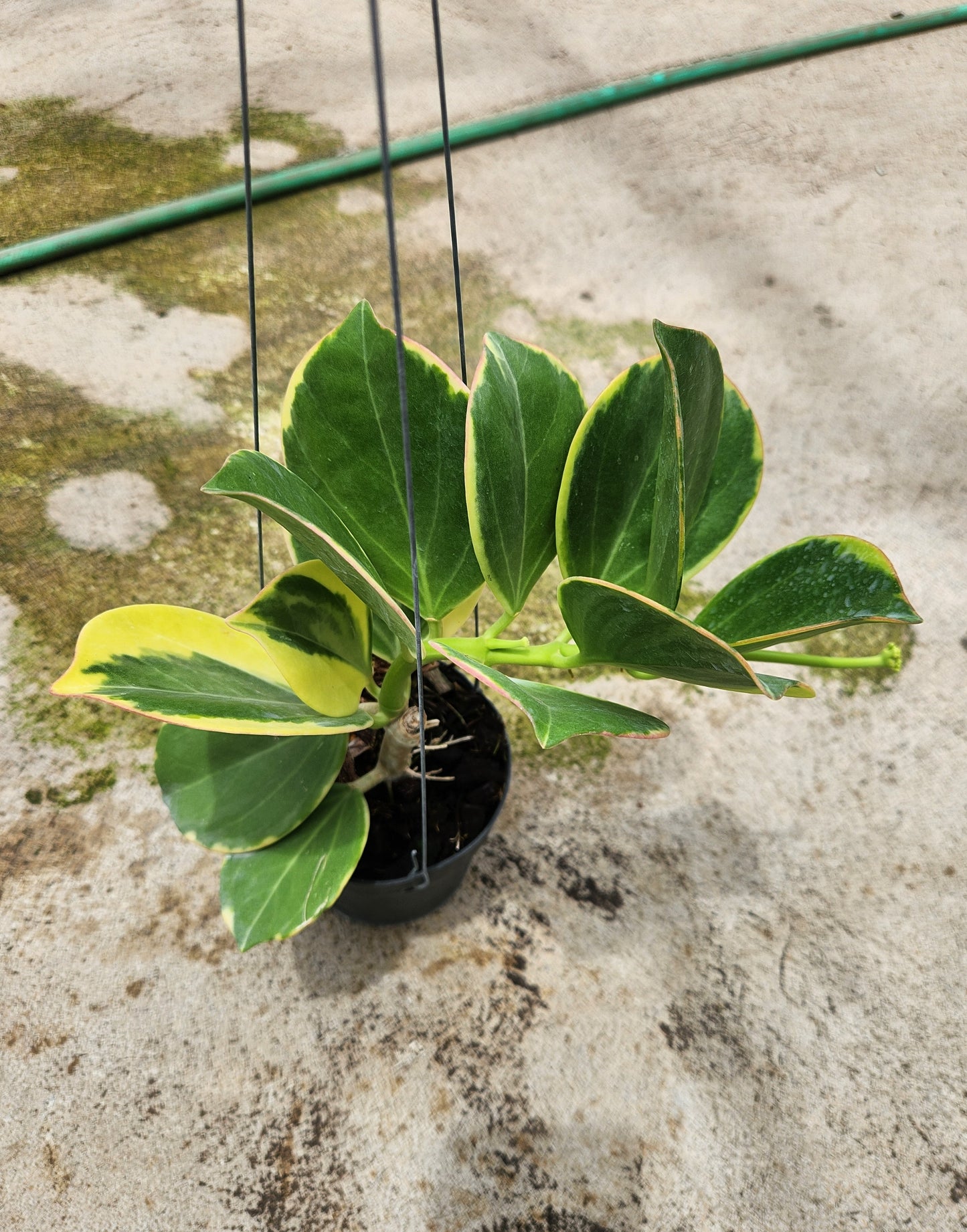 Hoya Subquintuplinervis (Pachcylada) New Moon Albomarginata in a pot, showcasing lush green leaves with yellow margins.