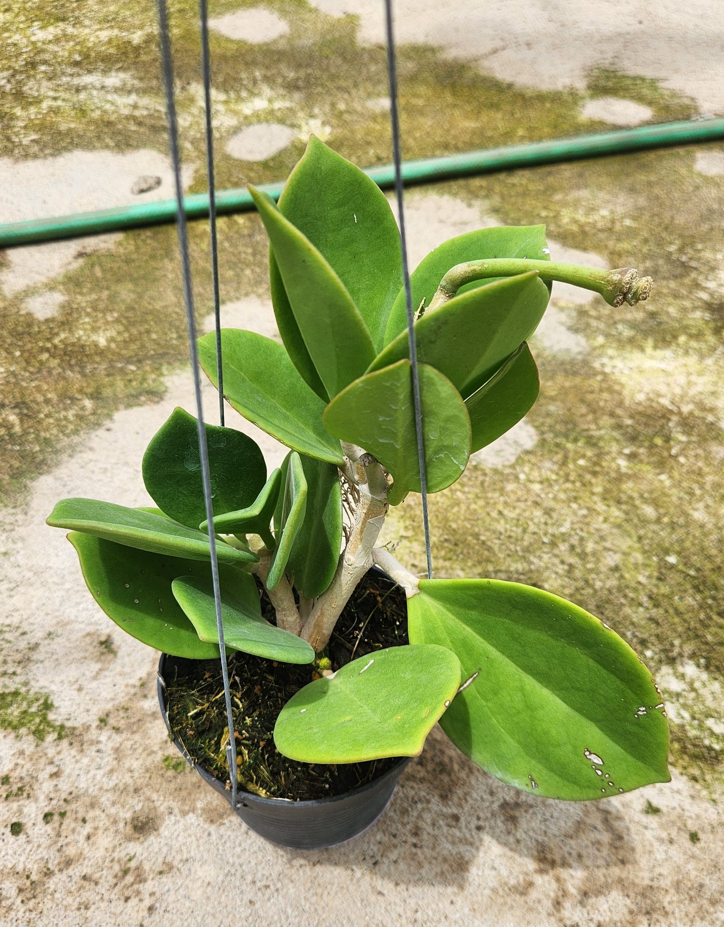 Alt text: Hoya Subquintuplinervis (Pachcylada) Red Corona plant in a pot, showcasing close-up details of green leaves.