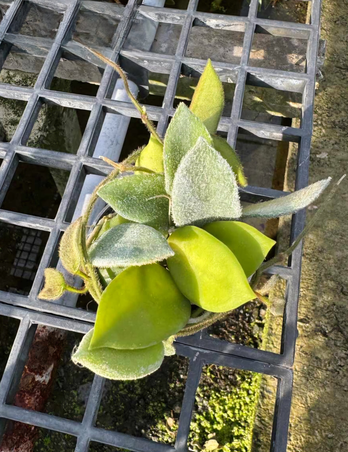 Alt text: Hoya Thomsonii plant shown on a black grate, highlighting its lush green leaves and compact form.