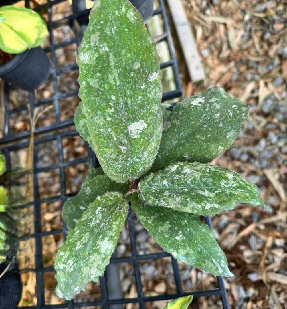 Hoya Undulata plant with distinct white spots and wavy leaves, shown close-up to highlight its unique foliage texture.
