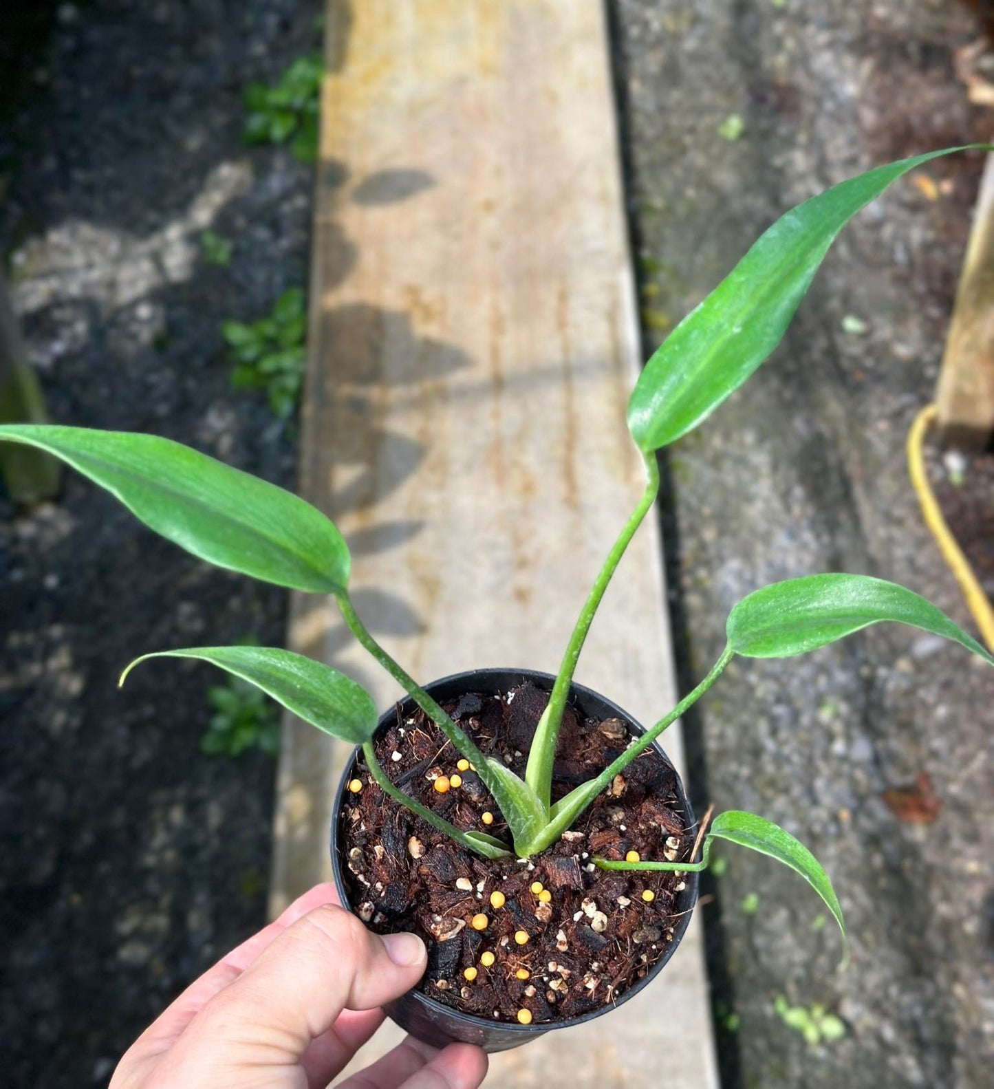 A hand holding a potted Monstera Burle Marx Flame, showcasing its iconic, fenestrated leaves. Ideal for indoor and outdoor environments.