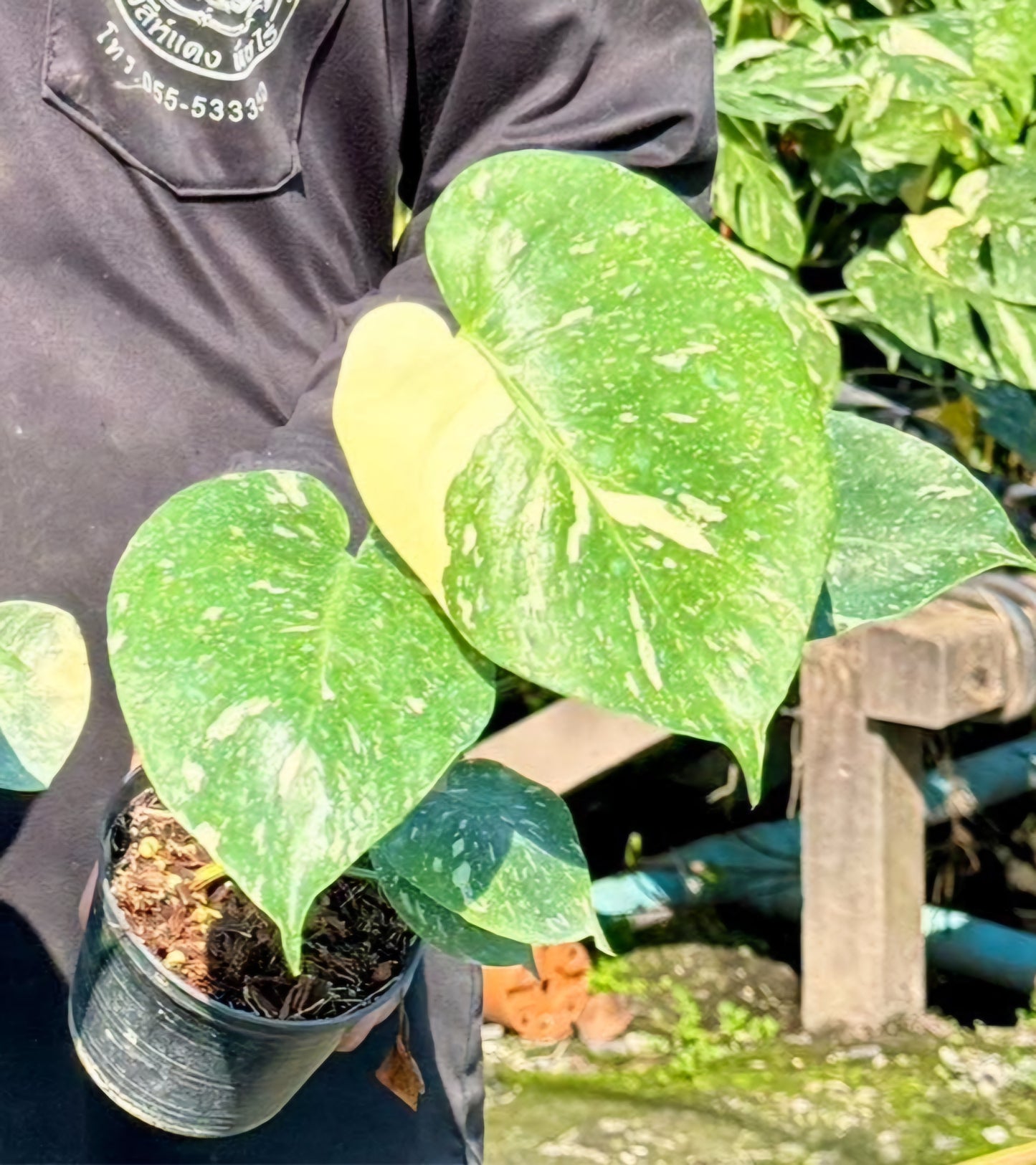 A person holding a potted Monstera Thai Constellation with fenestrated leaves, showcasing its lush, iconic foliage.