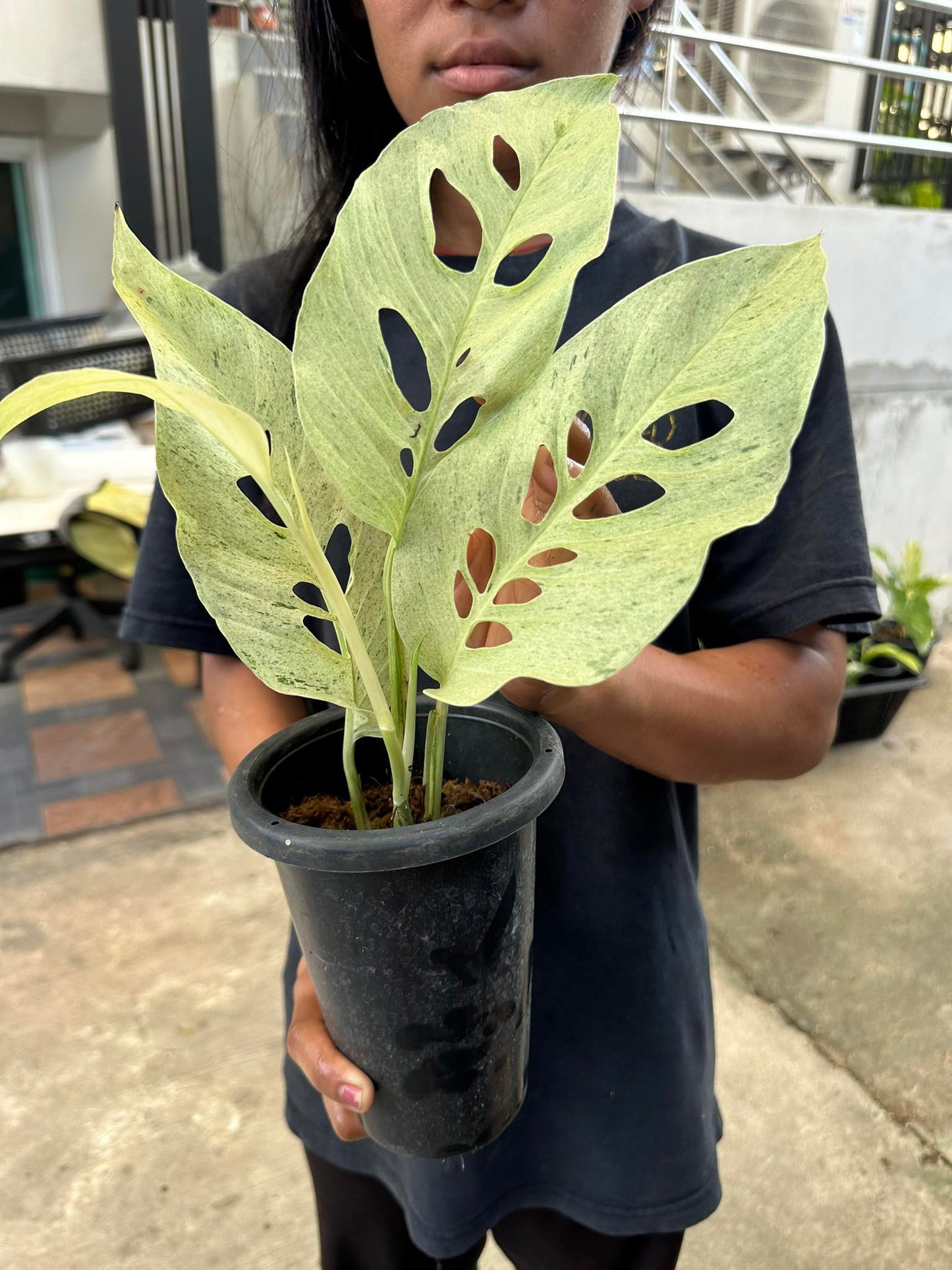A person holding a potted Monstera Laniata Mint plant with iconic fenestrated leaves, ideal for indoor and outdoor spaces.