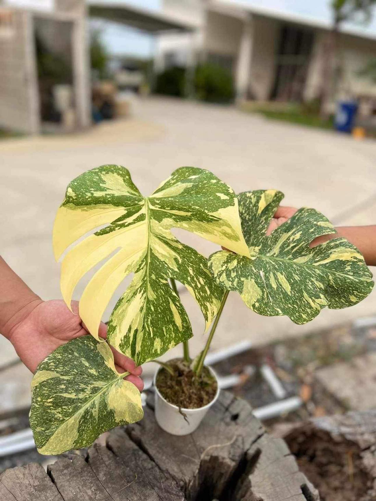 Monstera Creme Brulee plant in a pot, showcasing its distinctive variegated leaves, with a hand gently holding one leaf for detail.