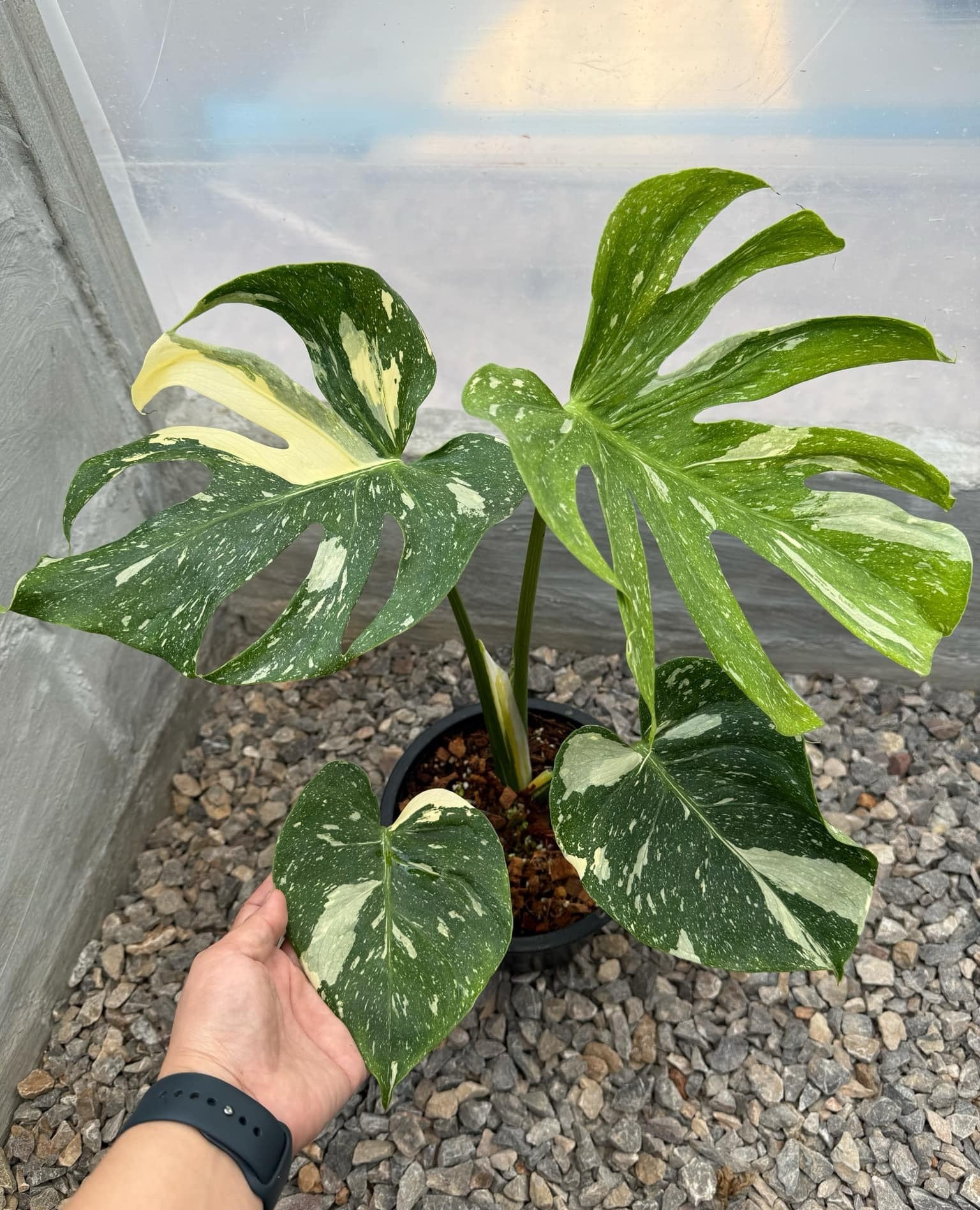 anthurium medusa Monstera Medusa – TerraFlora Global