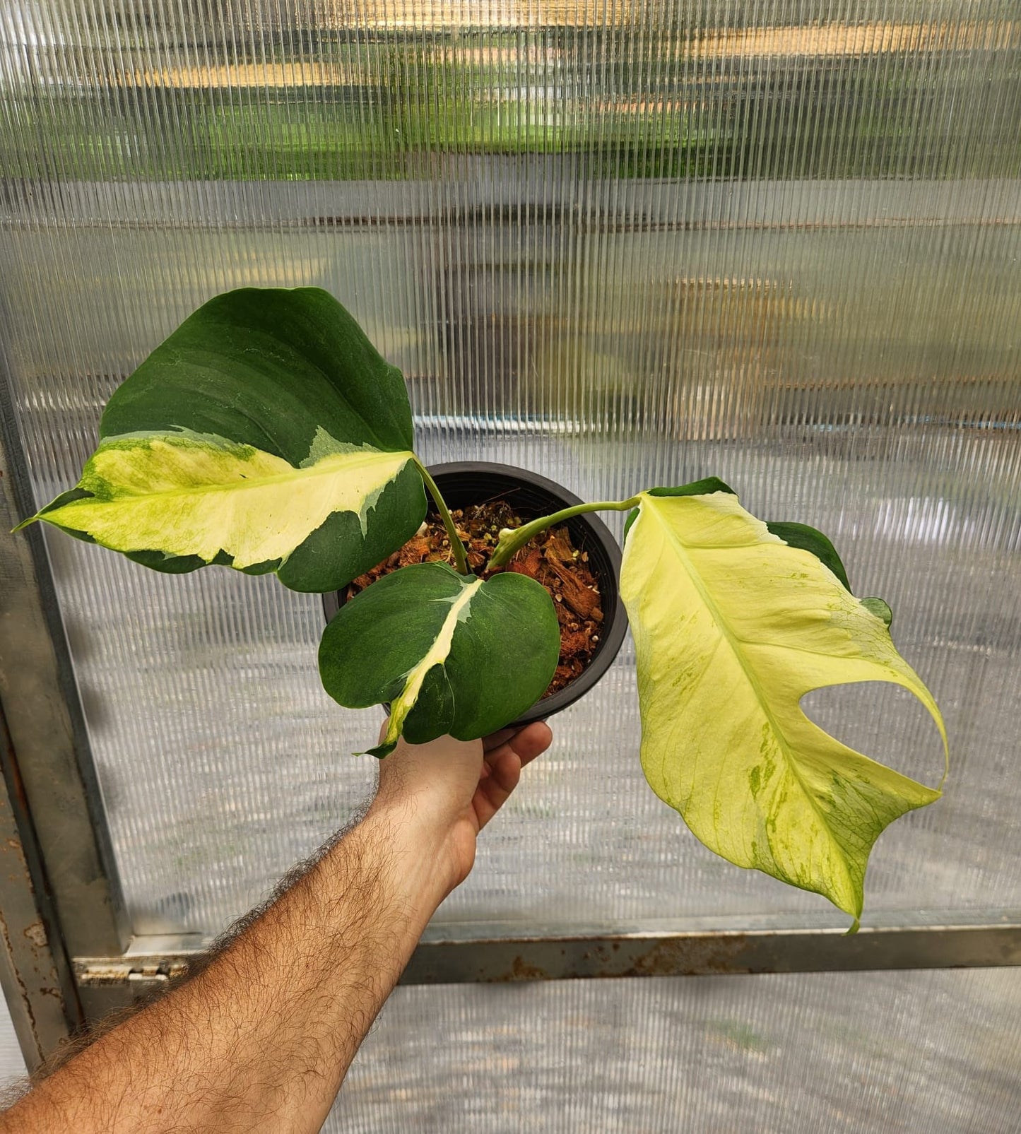 Monstera Deliciosa White Lava