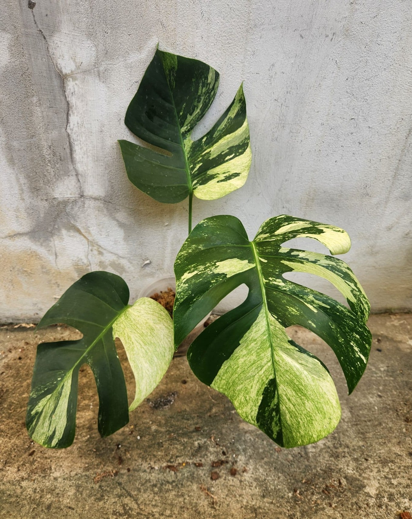 Monstera Jungle Mint plant with variegated mint-green and white marbled leaves, featuring deep fenestrations and delicate contrast, showcasing its rarity and collector's appeal.